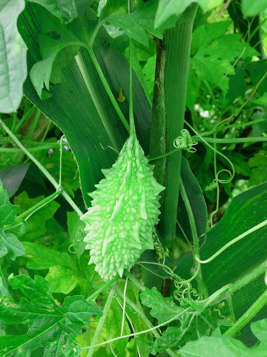 bitter gourd, green, vine, SD Phone Wallpaper