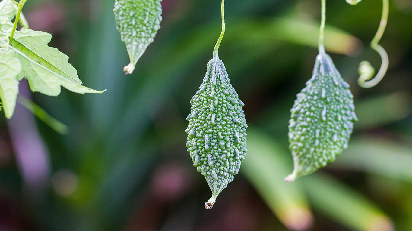 bitter gourd, young green vegetables, bumpy green bitter melon fruits, HD Desktop Wallpaper