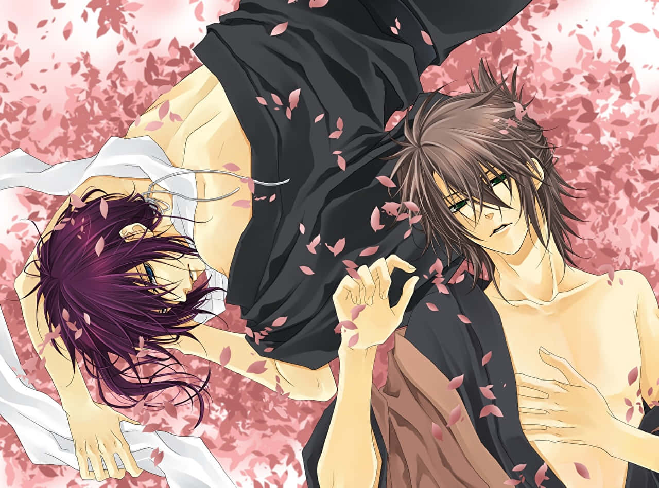 BL Anime, pink cherry blossoms, soft glowing light, HD Desktop Wallpaper