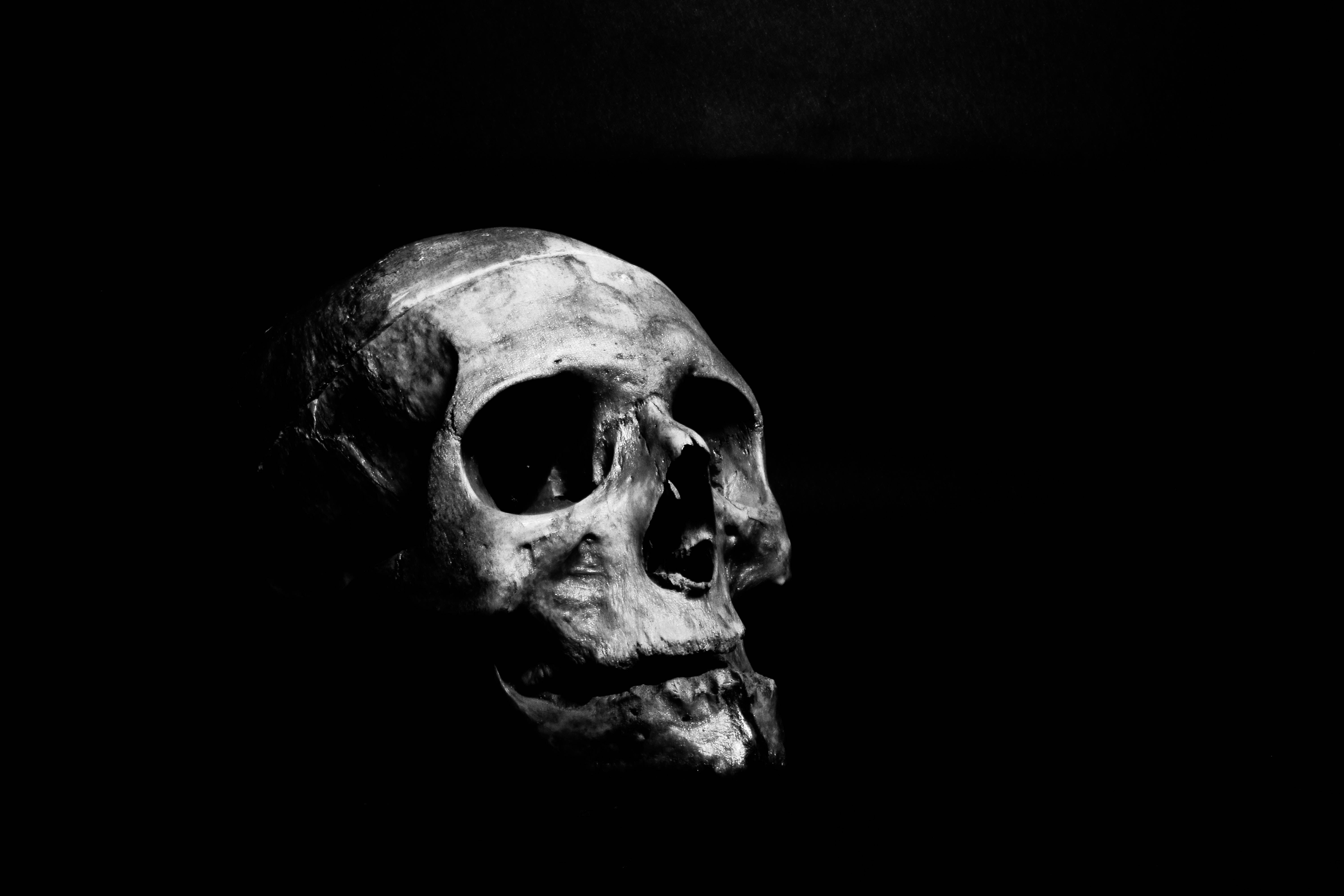 Big 3D Desktop Human Skull, human skull, profile, 5K Desktop Wallpaper