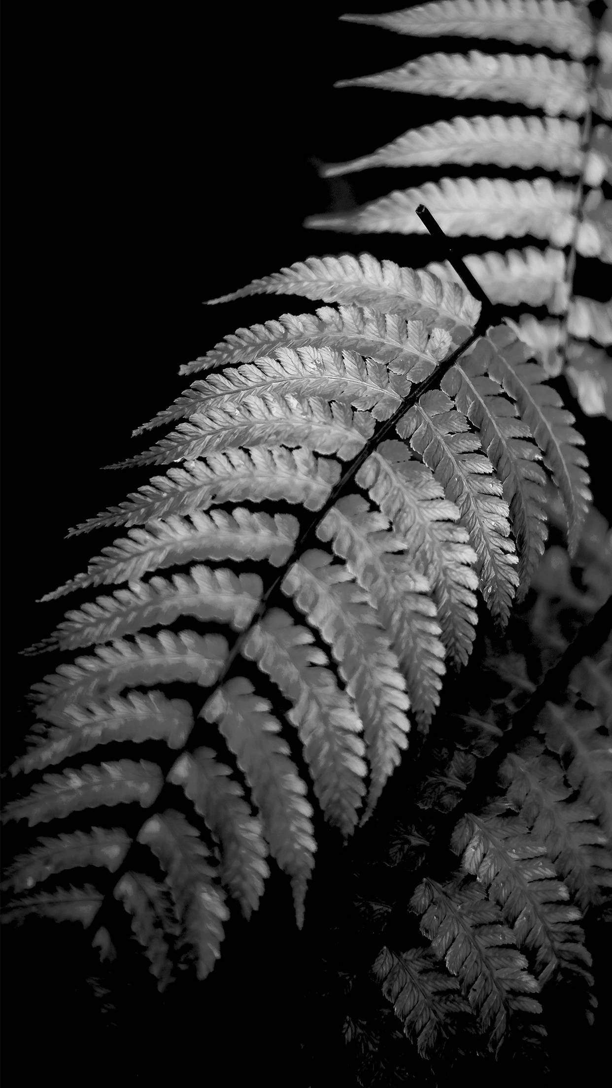 Black Aesthetic iPhone, ferns, frond, Full HD Phone Wallpaper