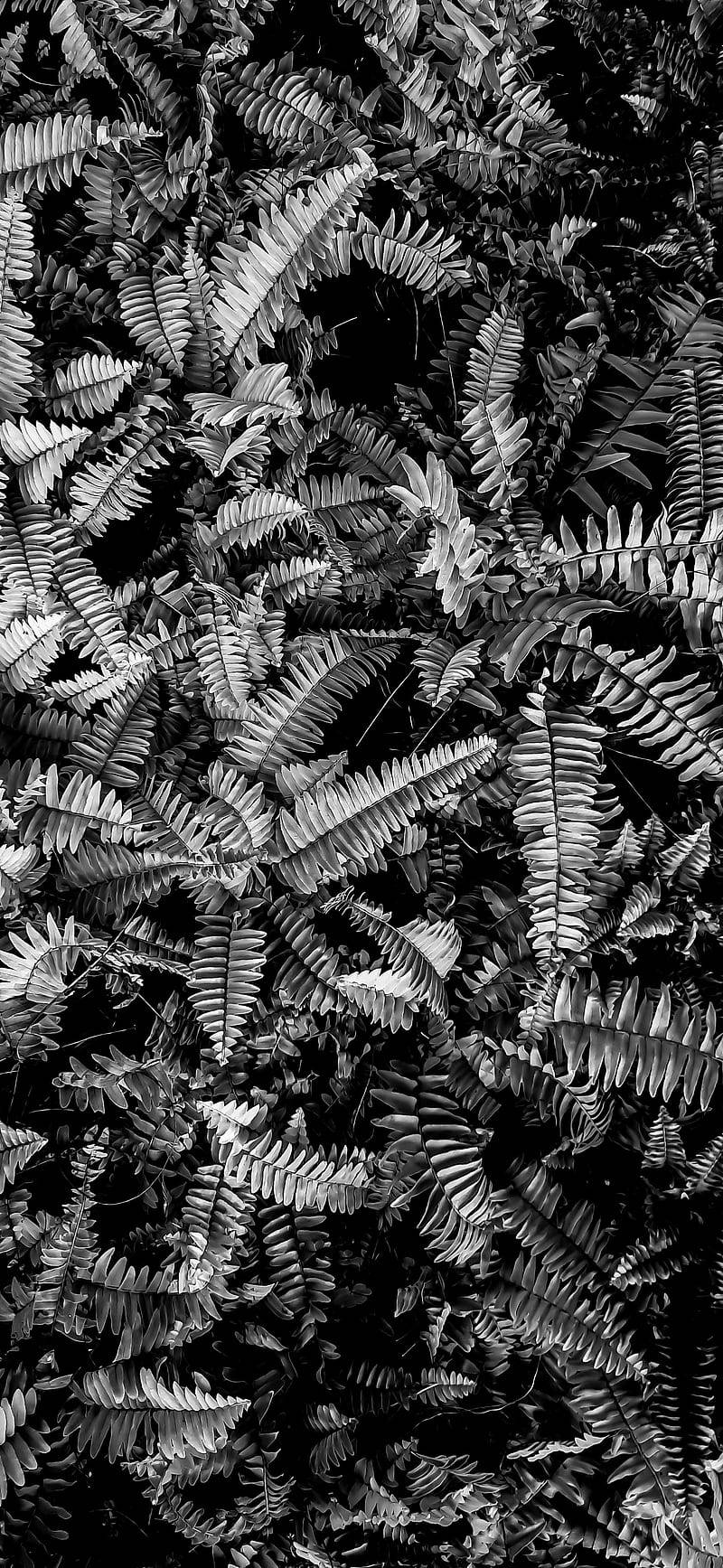 Black Aesthetic iPhone, ferns, monochrome pattern, HD Phone Wallpaper