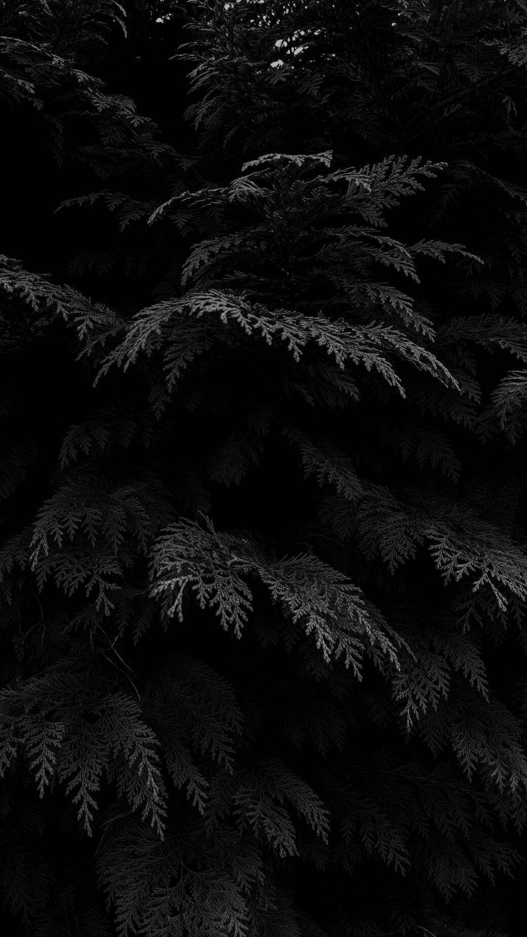 Black Aesthetic Phone, evergreen branches, needle details, HD Phone Wallpaper