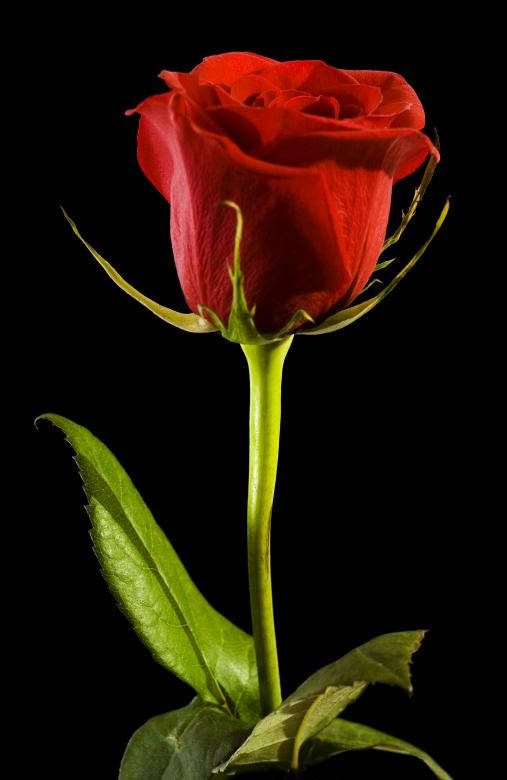 Black Aesthetic Rose, vibrant red rose, lush green stem, SD Phone Wallpaper