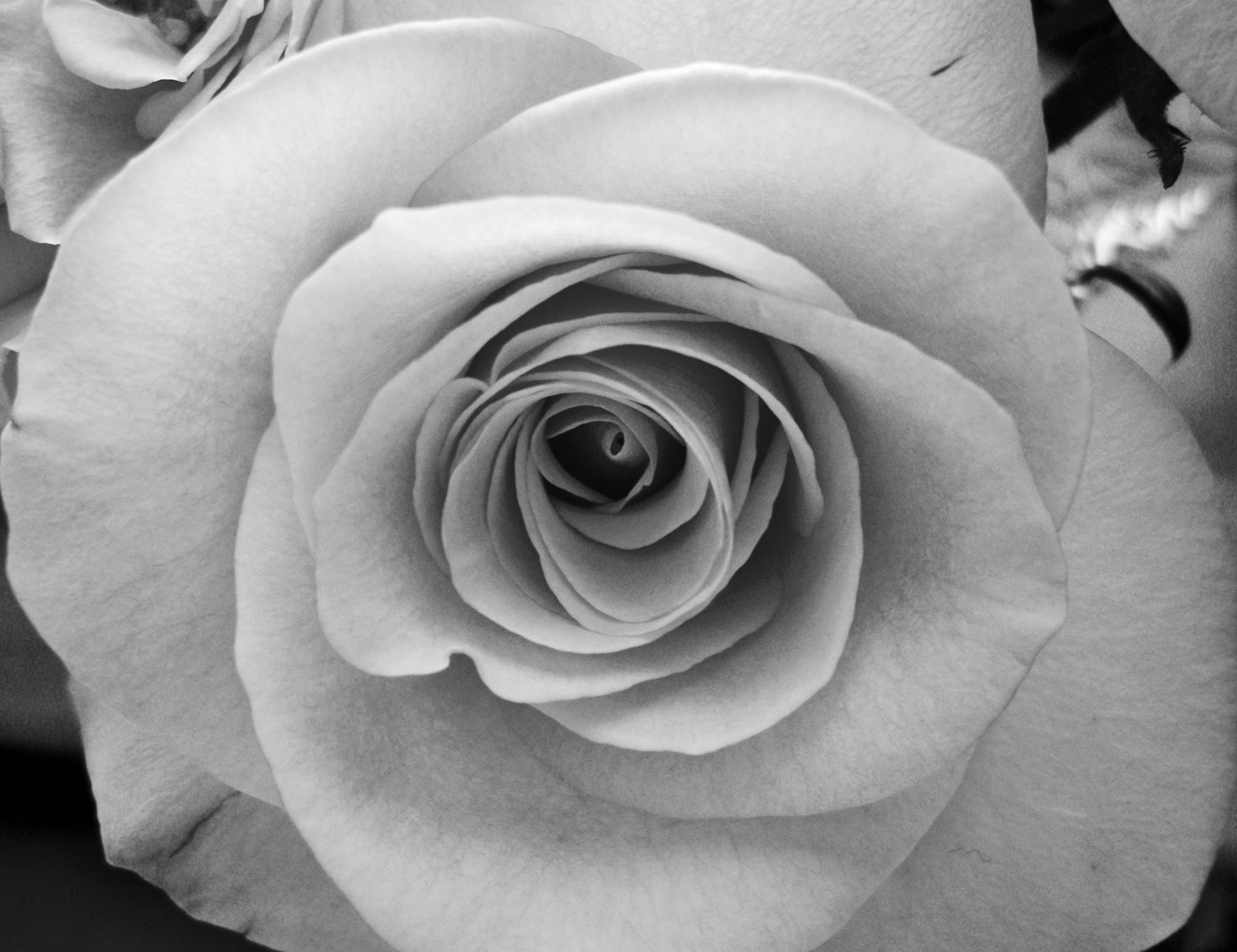 Blossoming Black And White Rose, monochrome, rose, 2K Desktop Wallpaper