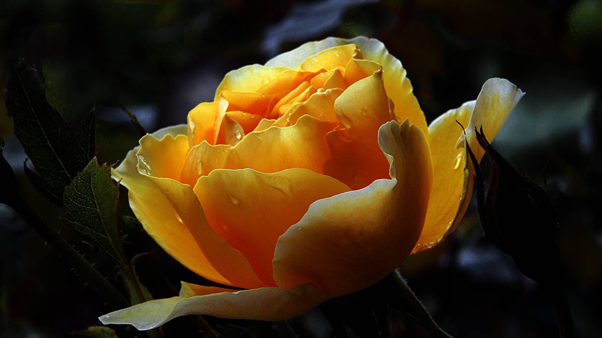 Black Aesthetic Rose, yellow, golden rose, Full HD Desktop Wallpaper