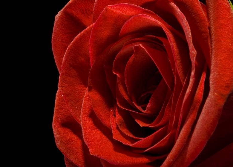 Black Aesthetic Rose, velvety red rose, intricate layered petals, SD Desktop Wallpaper
