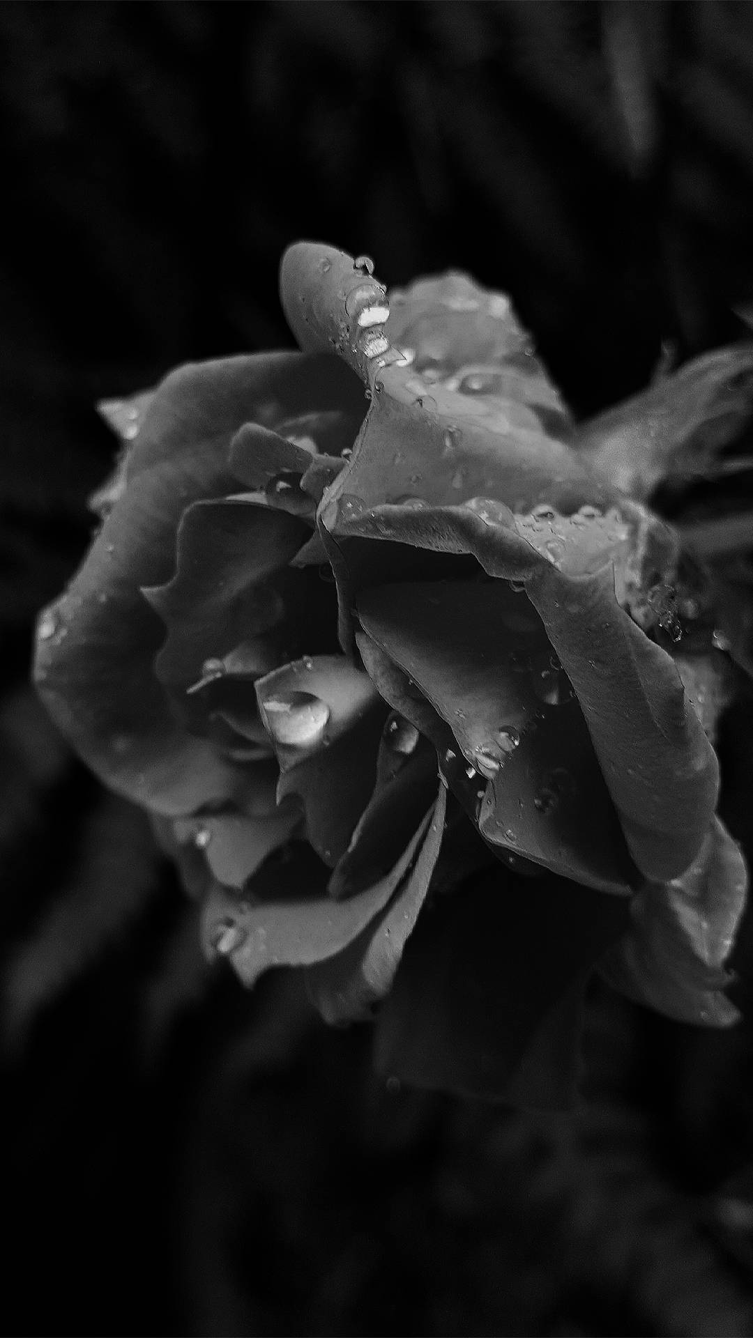 Black Aesthetic Rose, rose, water droplets, Full HD Phone Wallpaper