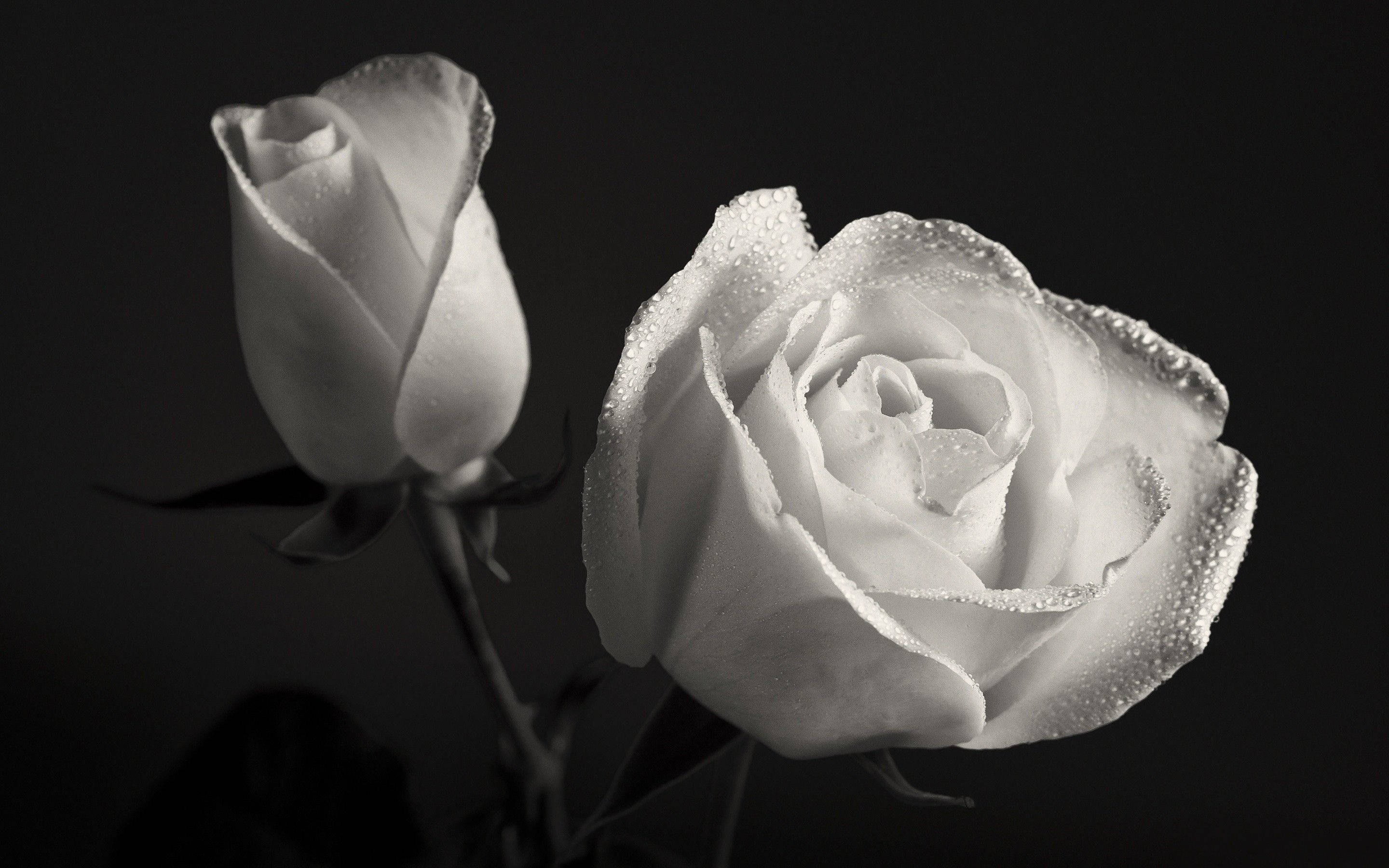 black and white rose flowers, white roses, dewdrops, 2K Desktop Wallpaper
