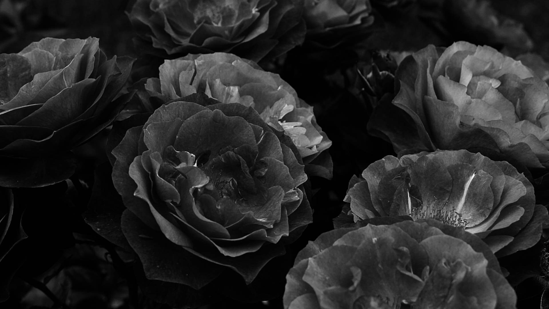 Black Aesthetic Rose, grayscale bouquet, textured roses, Full HD Desktop Wallpaper
