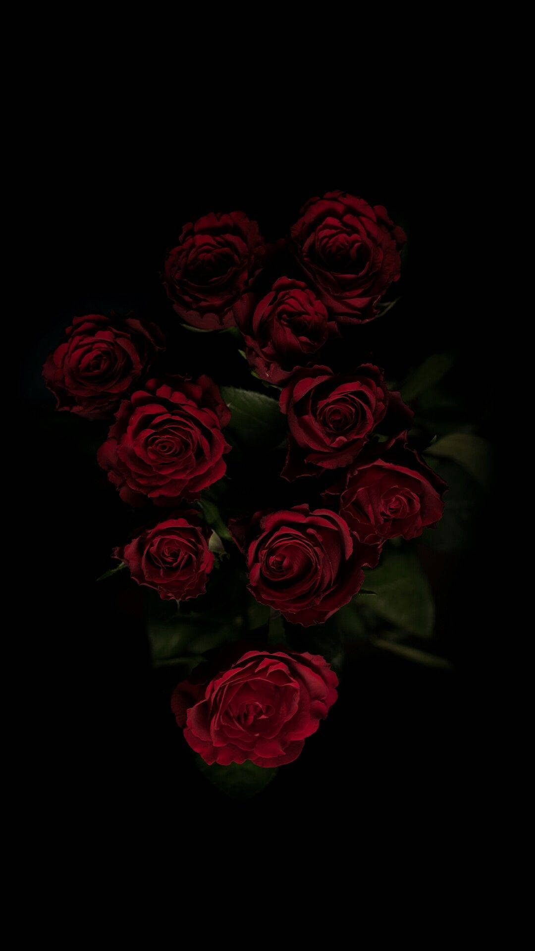 Black Aesthetic Rose, deep red roses, pitch black background, Full HD Phone Wallpaper