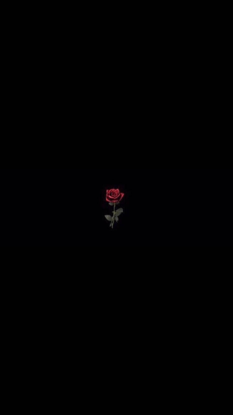 Black Aesthetic Rose, red rose, green stem, HD Phone Wallpaper