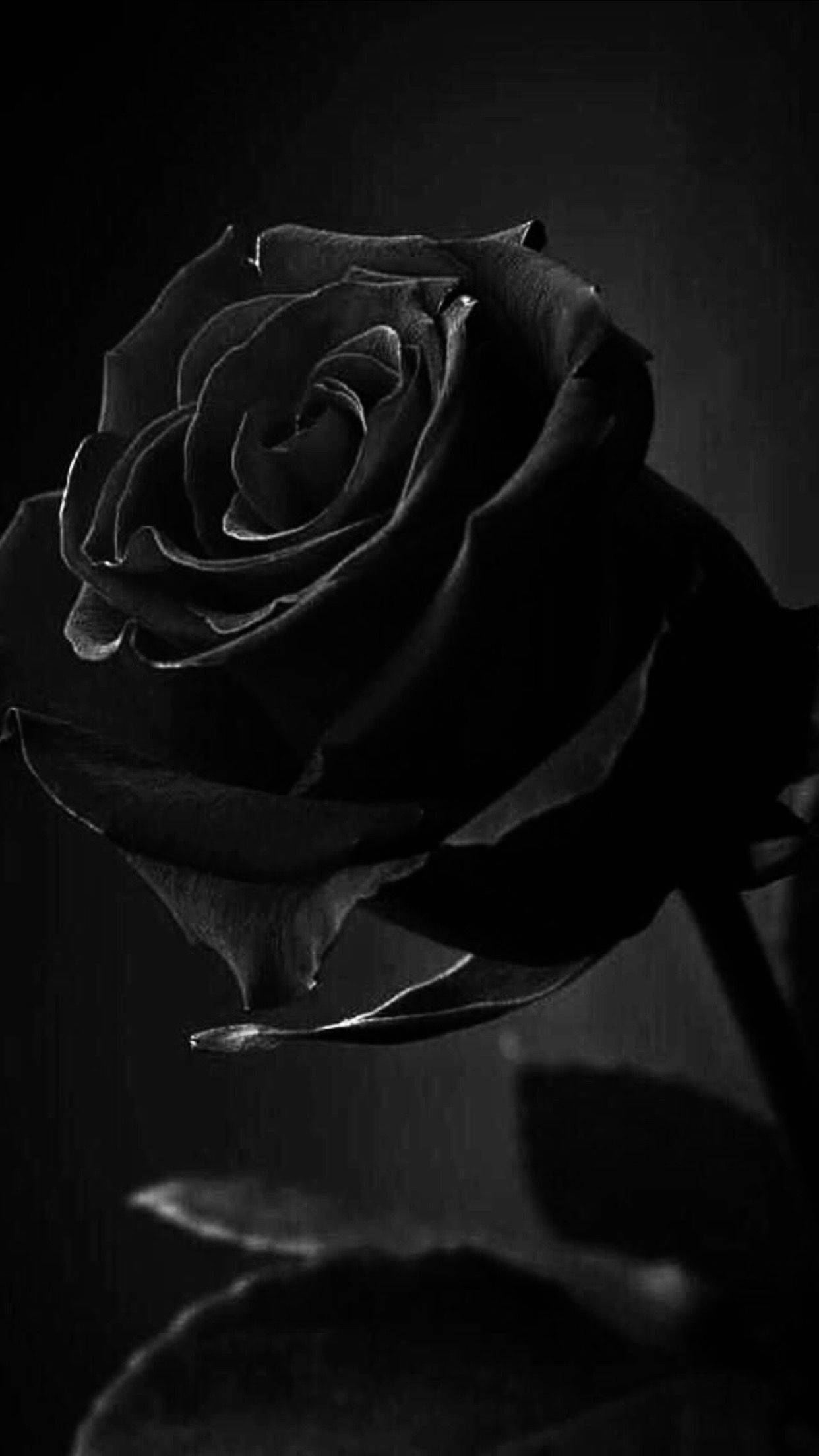 Black Aesthetic Rose, black rose, monochrome, Full HD Phone Wallpaper