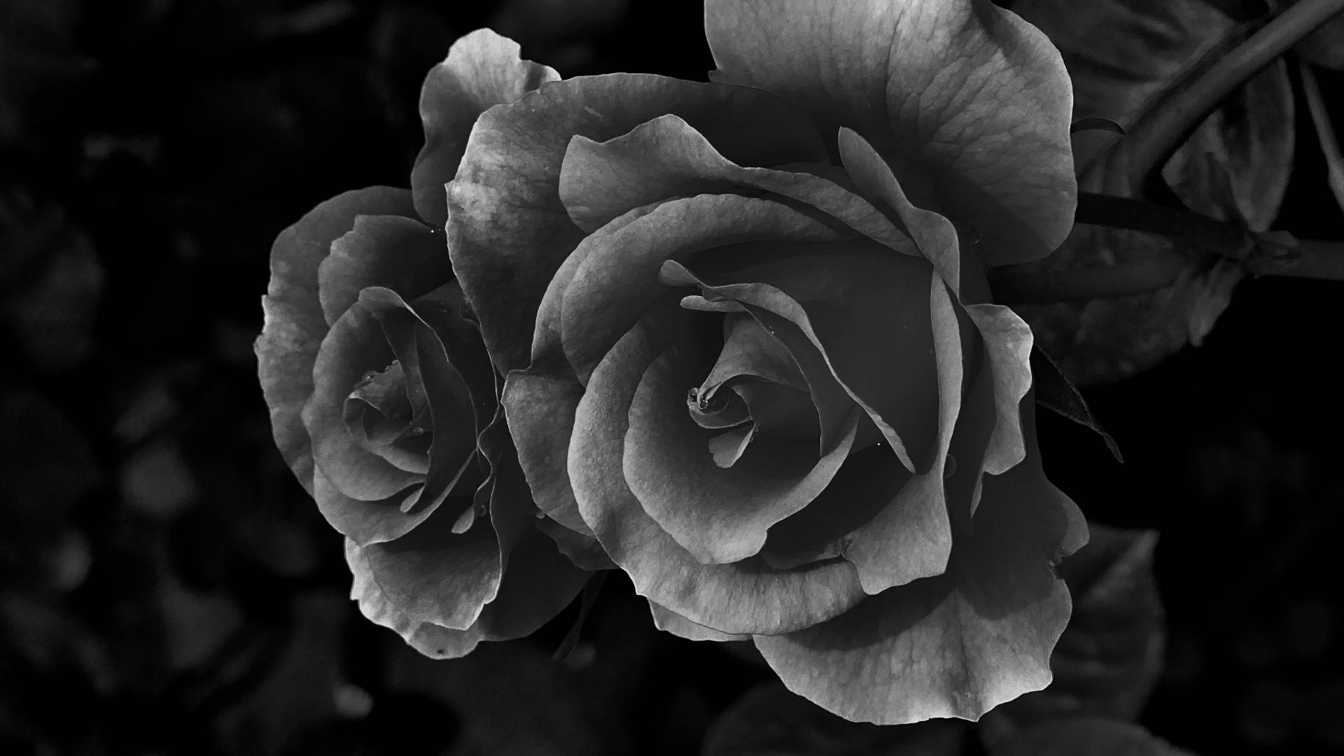 Black Aesthetic Rose, roses, intricate layered petals, Full HD Desktop Wallpaper
