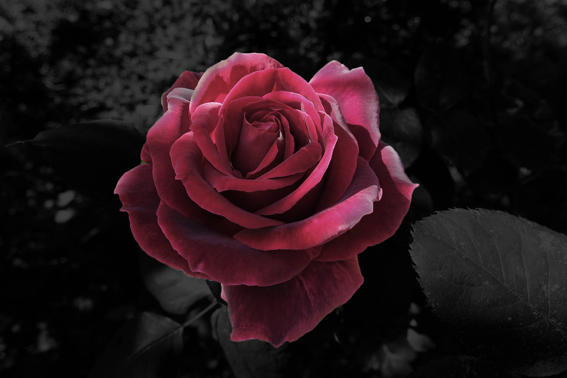 Black Aesthetic Rose, magenta rose, black and white blurred garden, Full HD Desktop Wallpaper