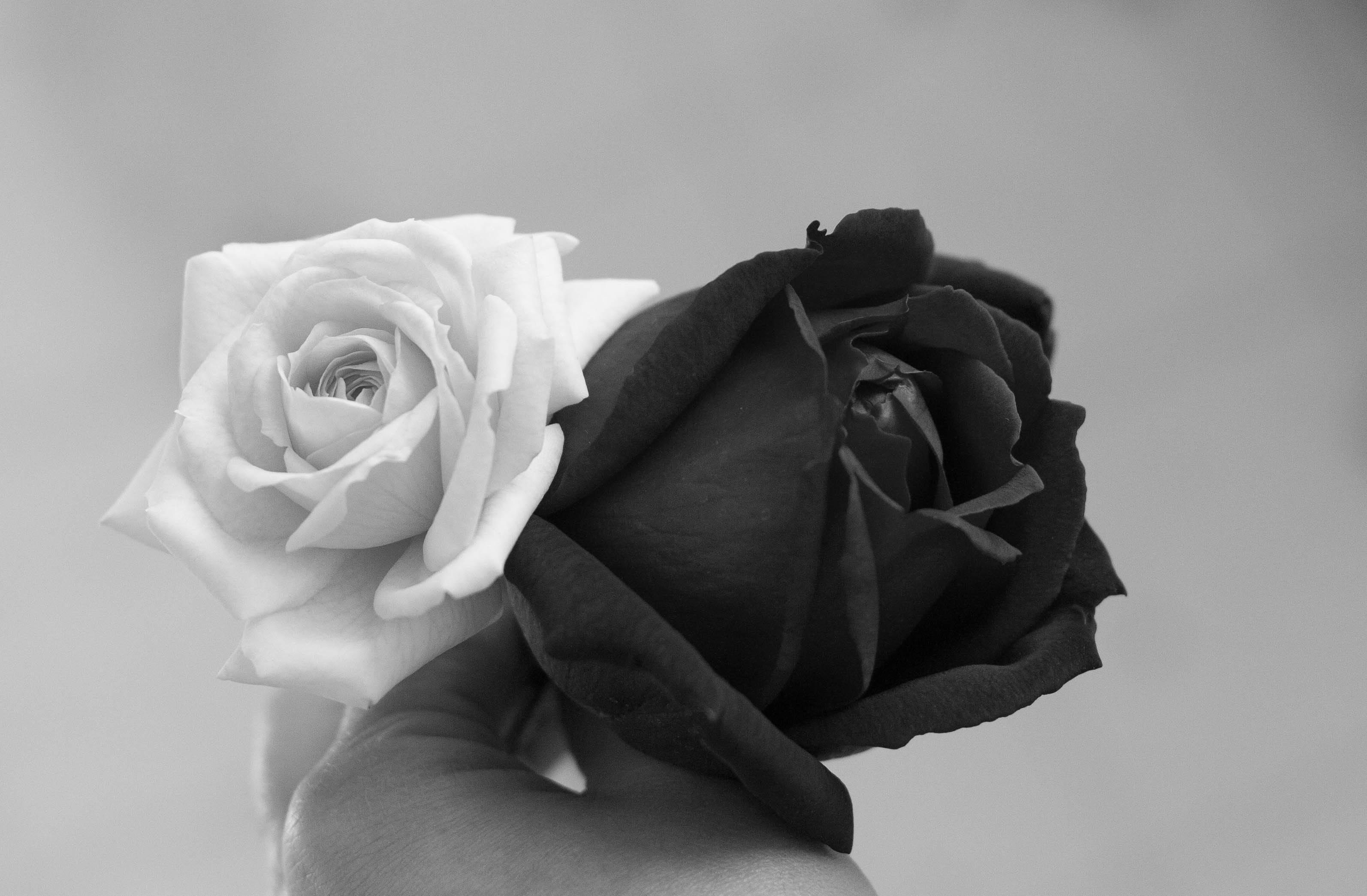 black and white rose flowers, hand, pure white rose, 2K Desktop Wallpaper