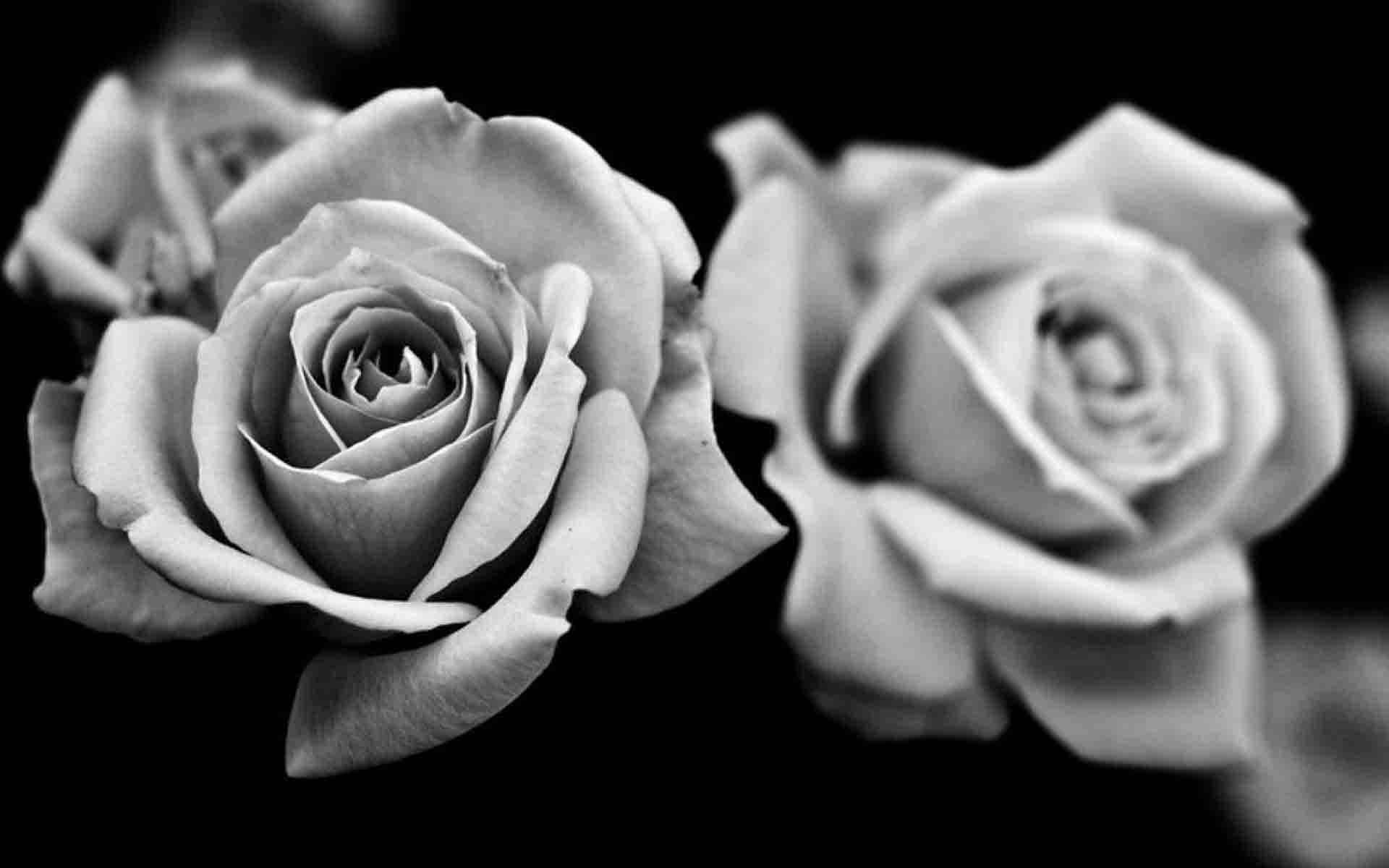 black and white rose, monochrome roses, stark black background, Full HD Desktop Wallpaper