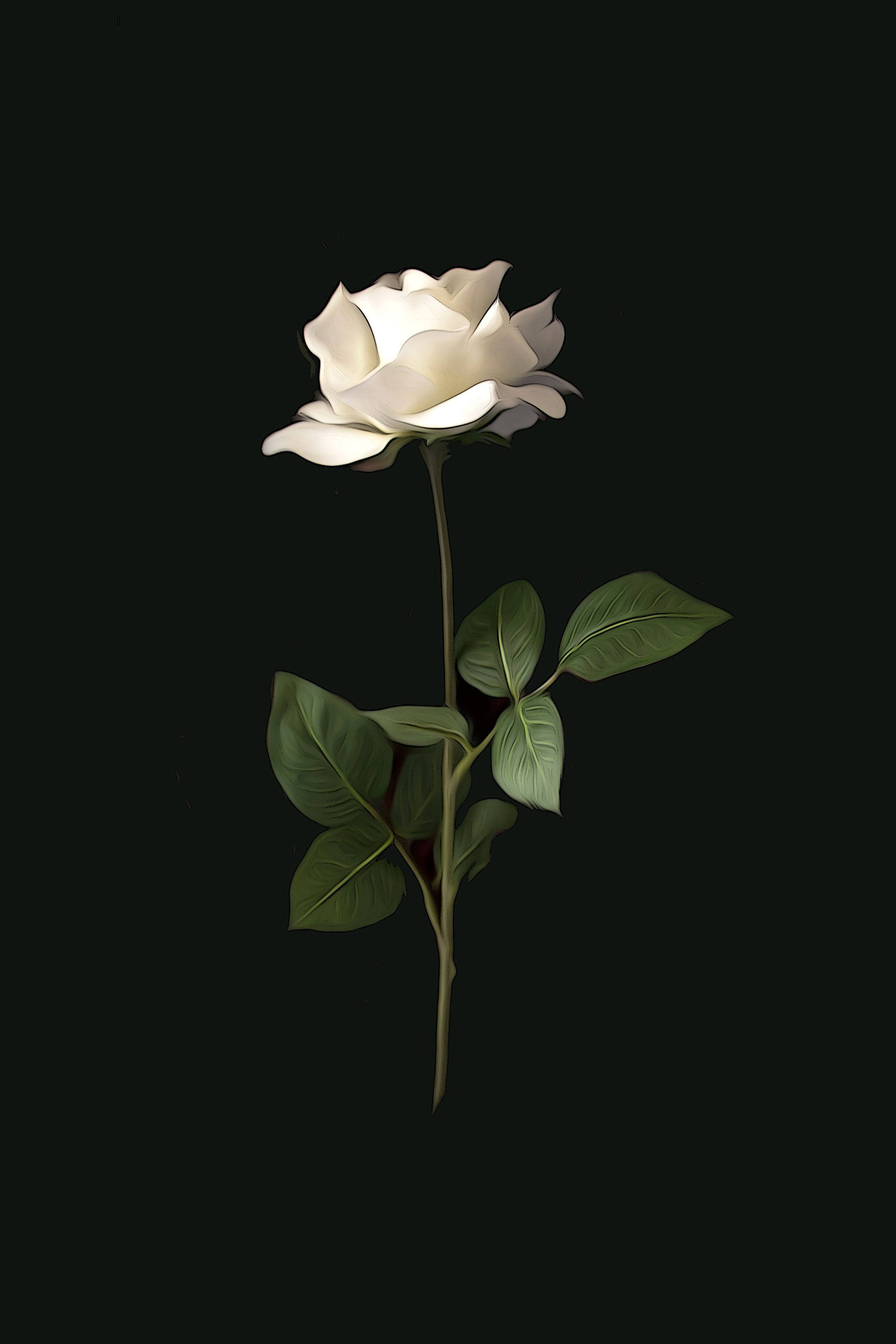 white rose, green leaves, deep black background, 2K Phone Wallpaper