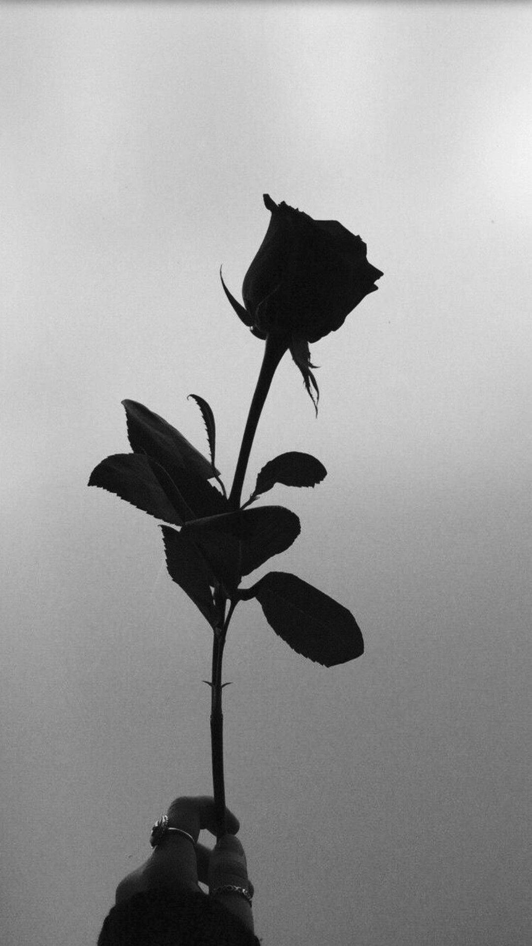 Black Aesthetic Rose, silhouette, rose, Full HD Phone Wallpaper