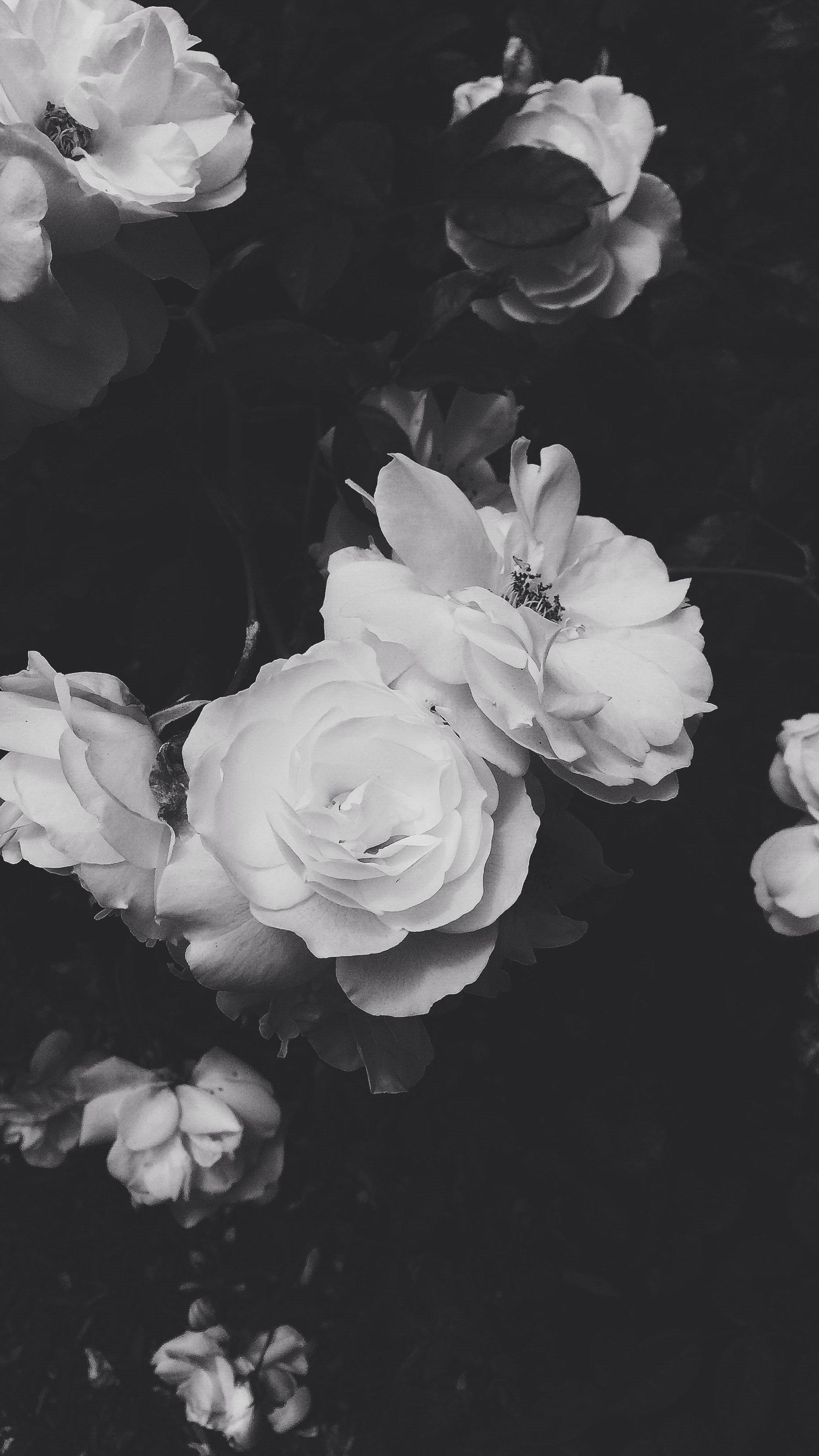 Black Aesthetic Rose, white roses, dark foliage, 2K Phone Wallpaper