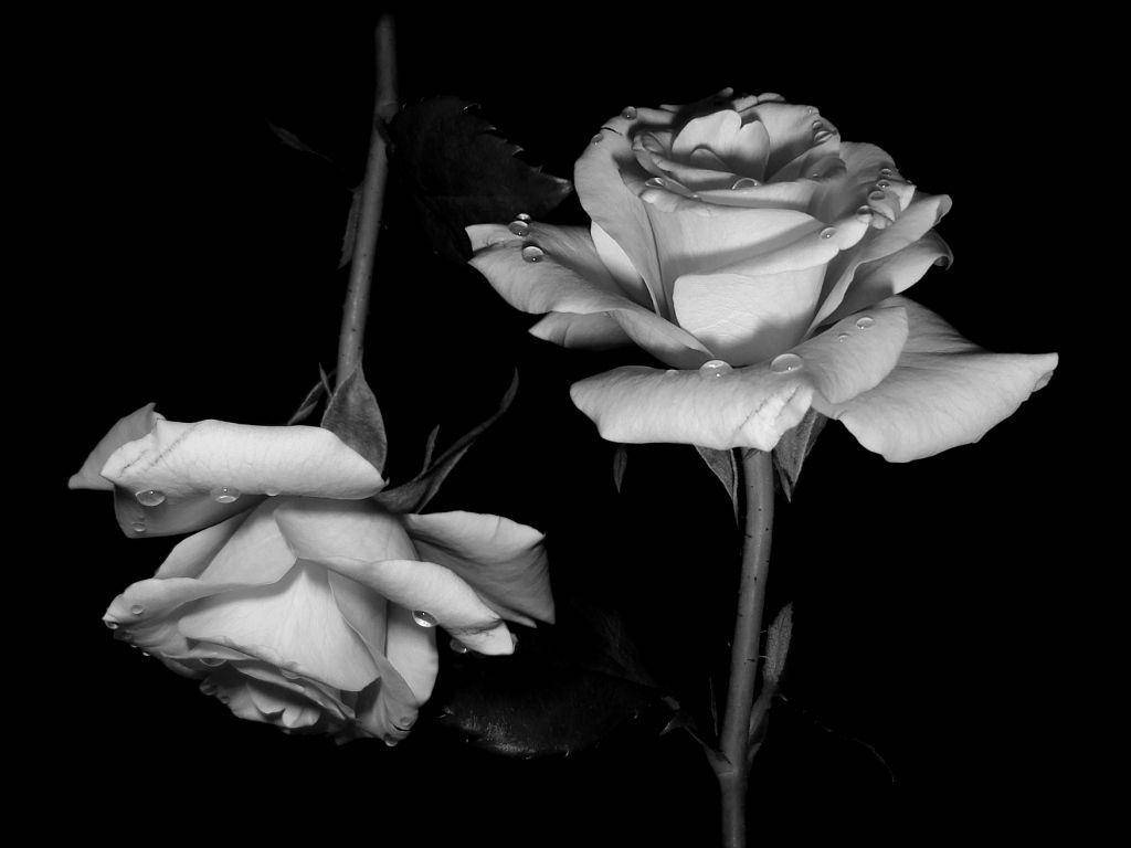 black and white roses, dewdrops, stark black background, SD Desktop Wallpaper