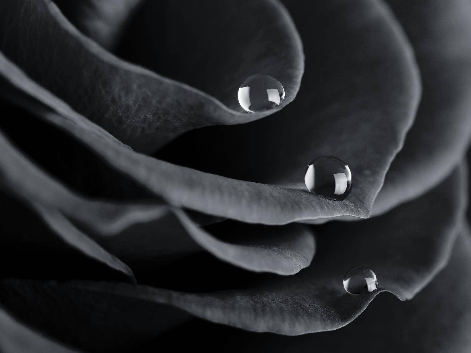 black and white rose, water droplets, velvety petals, HD Desktop Wallpaper