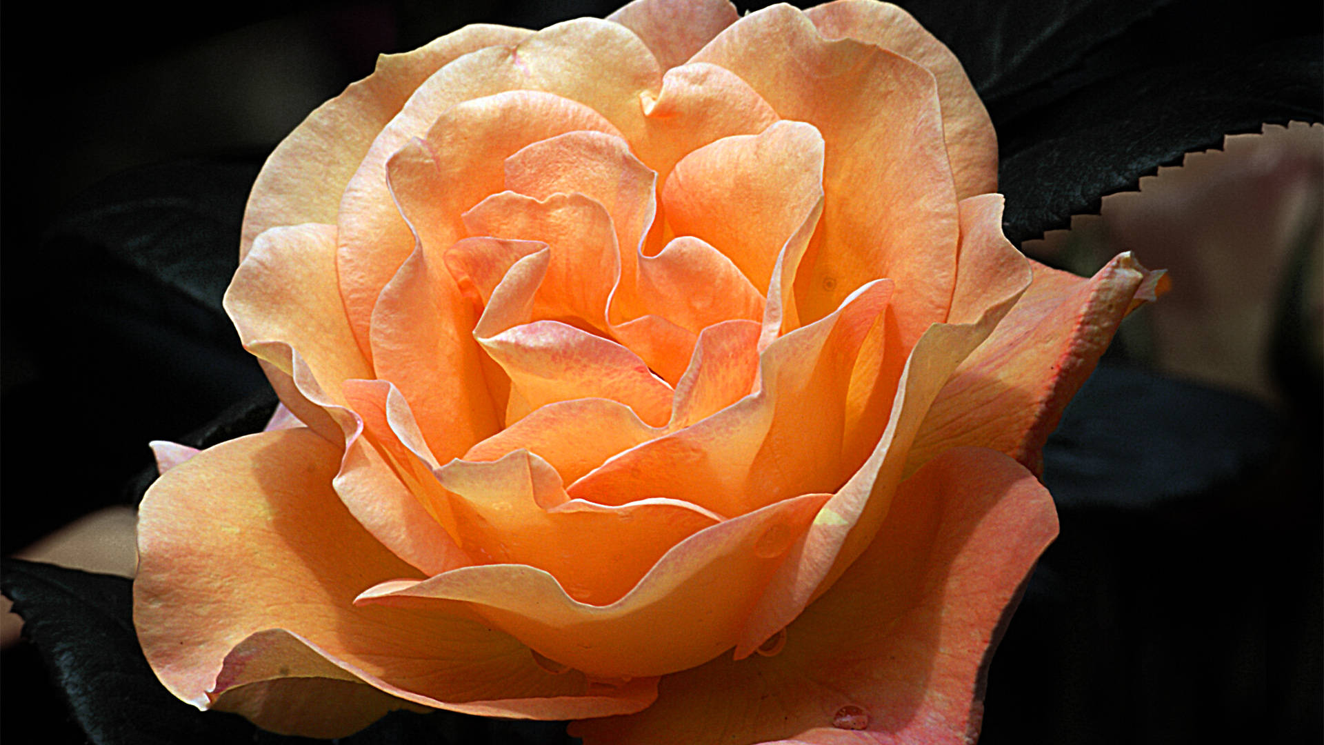 Black Aesthetic Rose, hybrid tea, peach rose, Full HD Desktop Wallpaper
