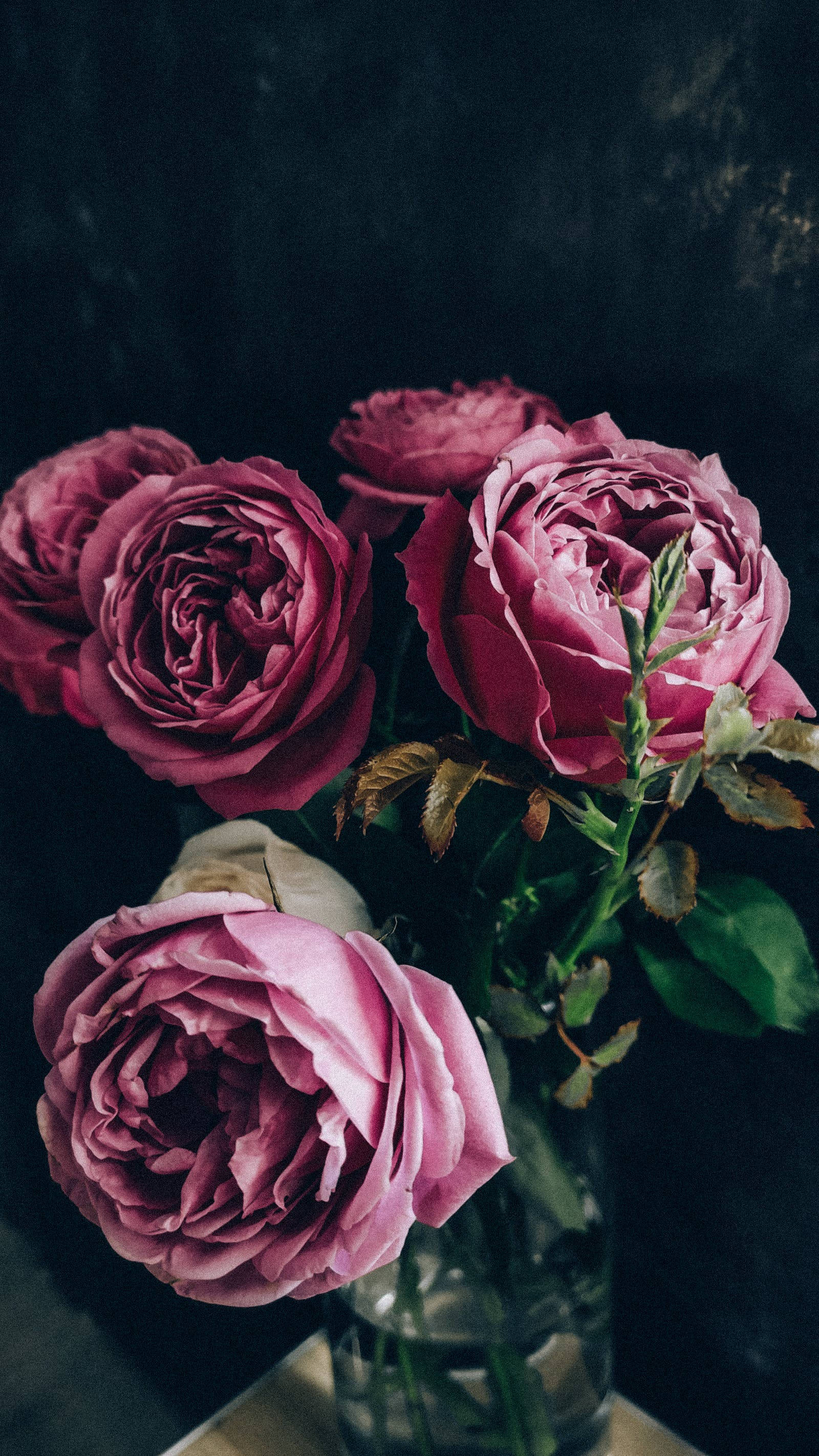 Black Aesthetic Rose, deep magenta roses, layered petals, 2K Phone Wallpaper