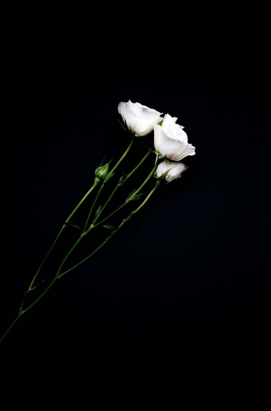 black background, white flowers, green stems, HD Phone Wallpaper