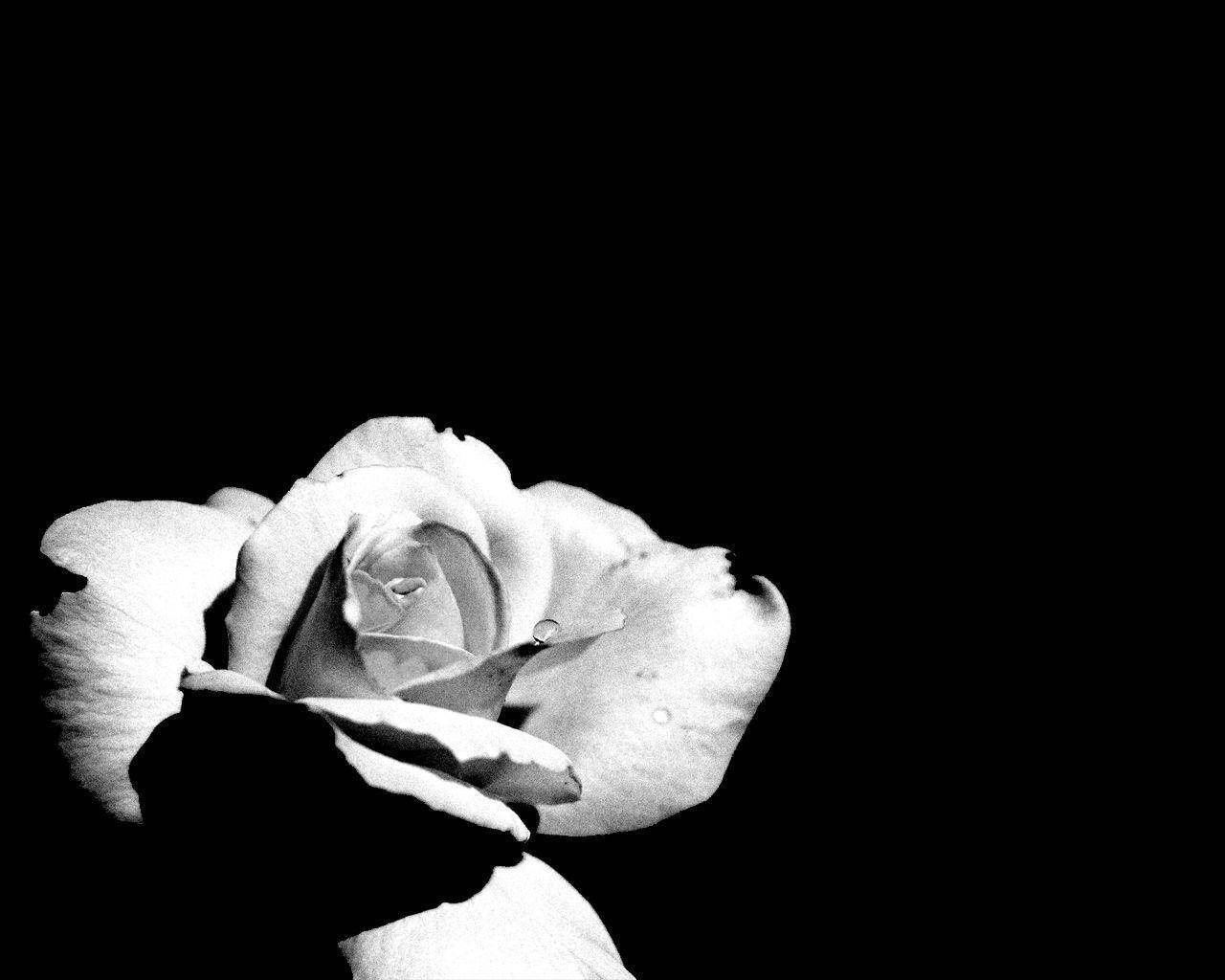 Black And White Rose, monochrome rose, delicate petals, HD Desktop Wallpaper