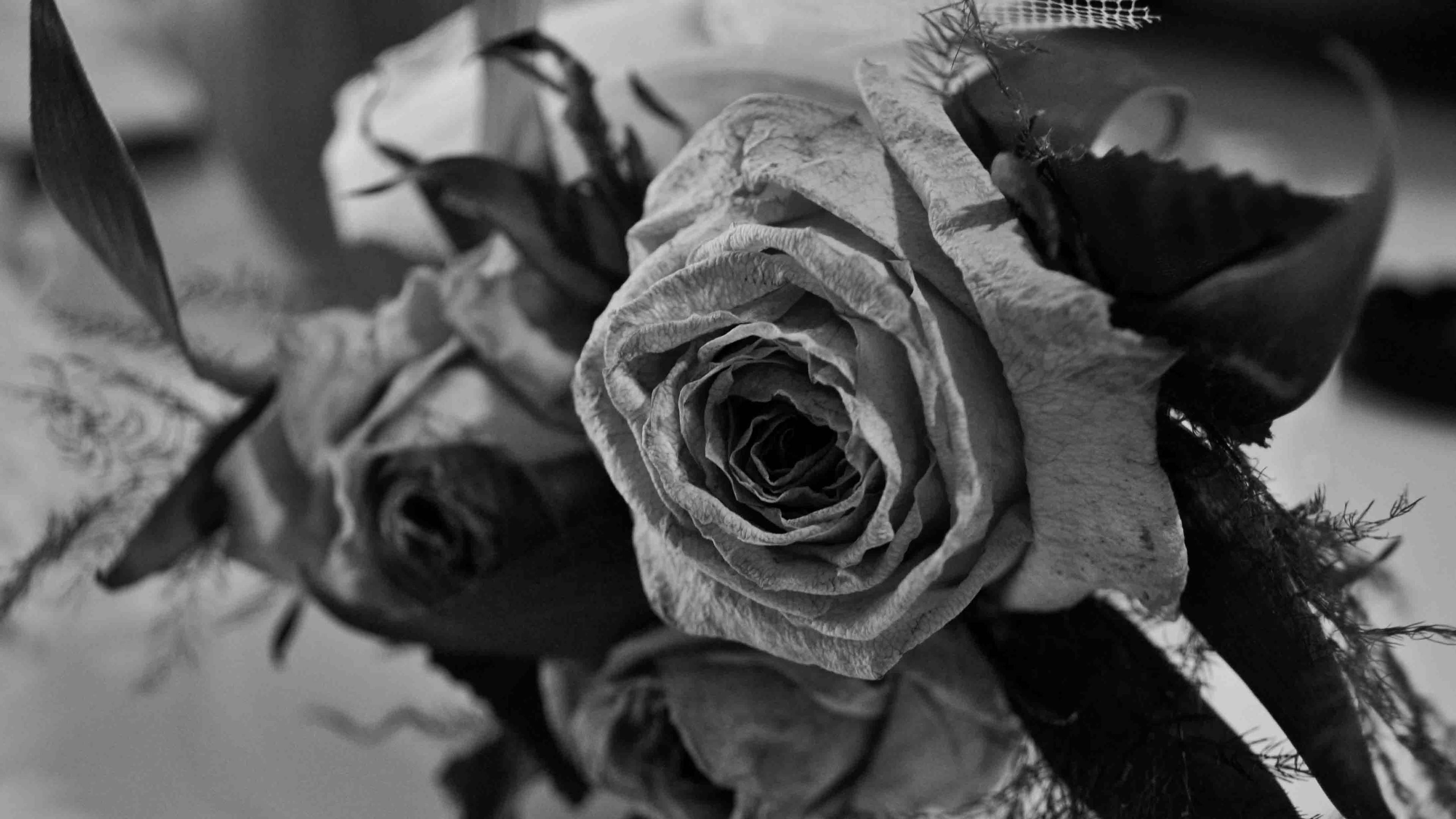dried black aesthetic rose, black and white photo, withered rose, 4K Desktop Wallpaper