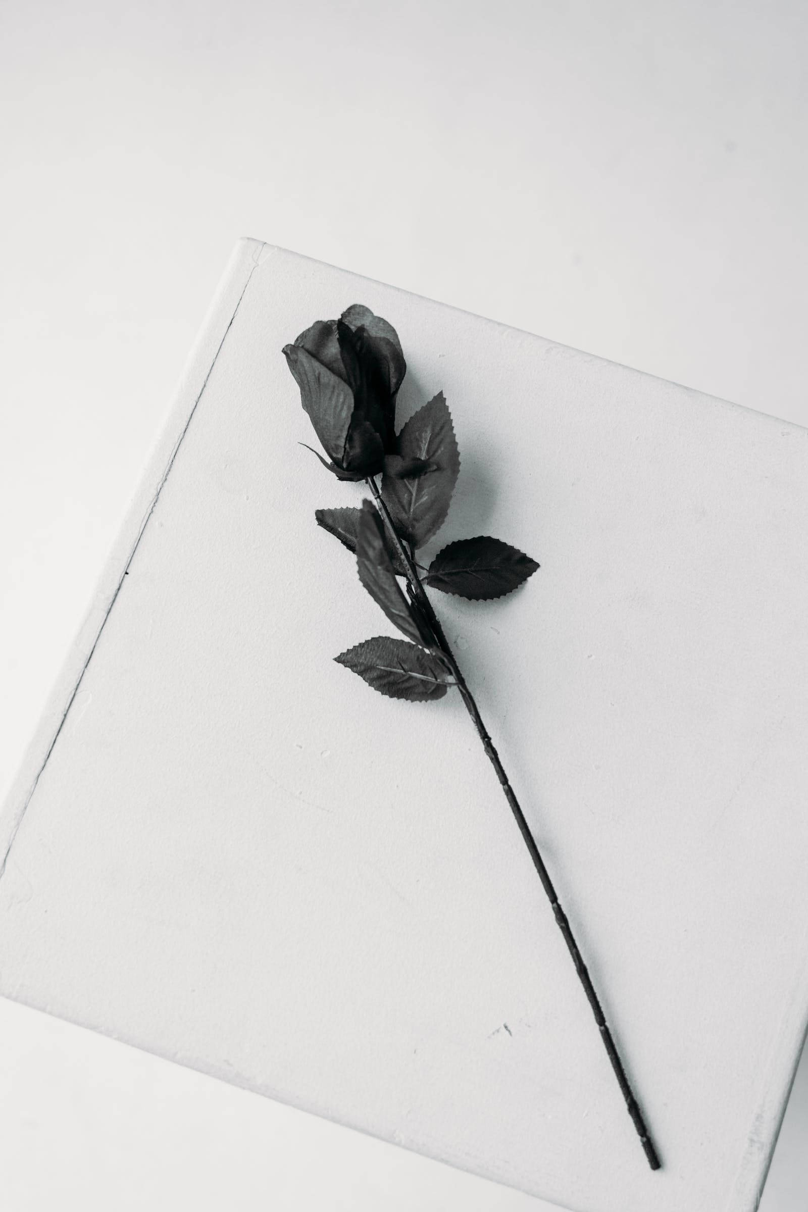 Black Aesthetic Rose, white paper, black rose, Full HD Phone Wallpaper