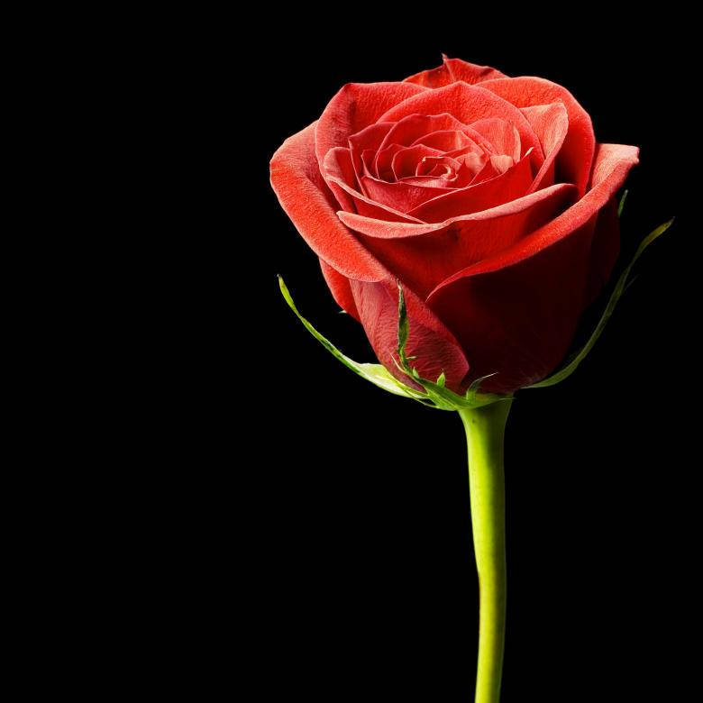 Black Aesthetic Rose, vibrant red rose, green stem, SD Desktop Wallpaper