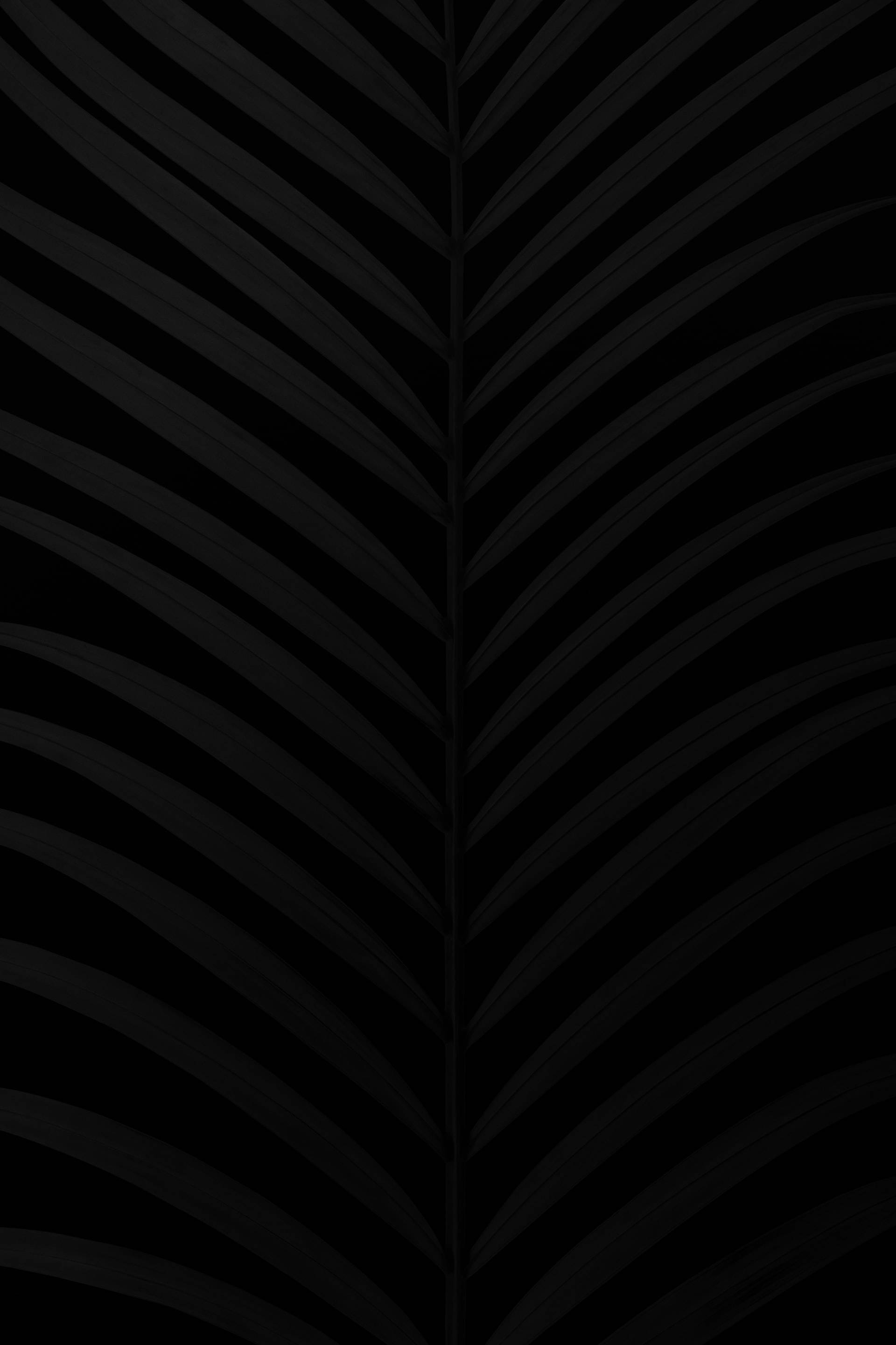 black palm leaves, monochromatic, palm leaf, 2K Phone Wallpaper