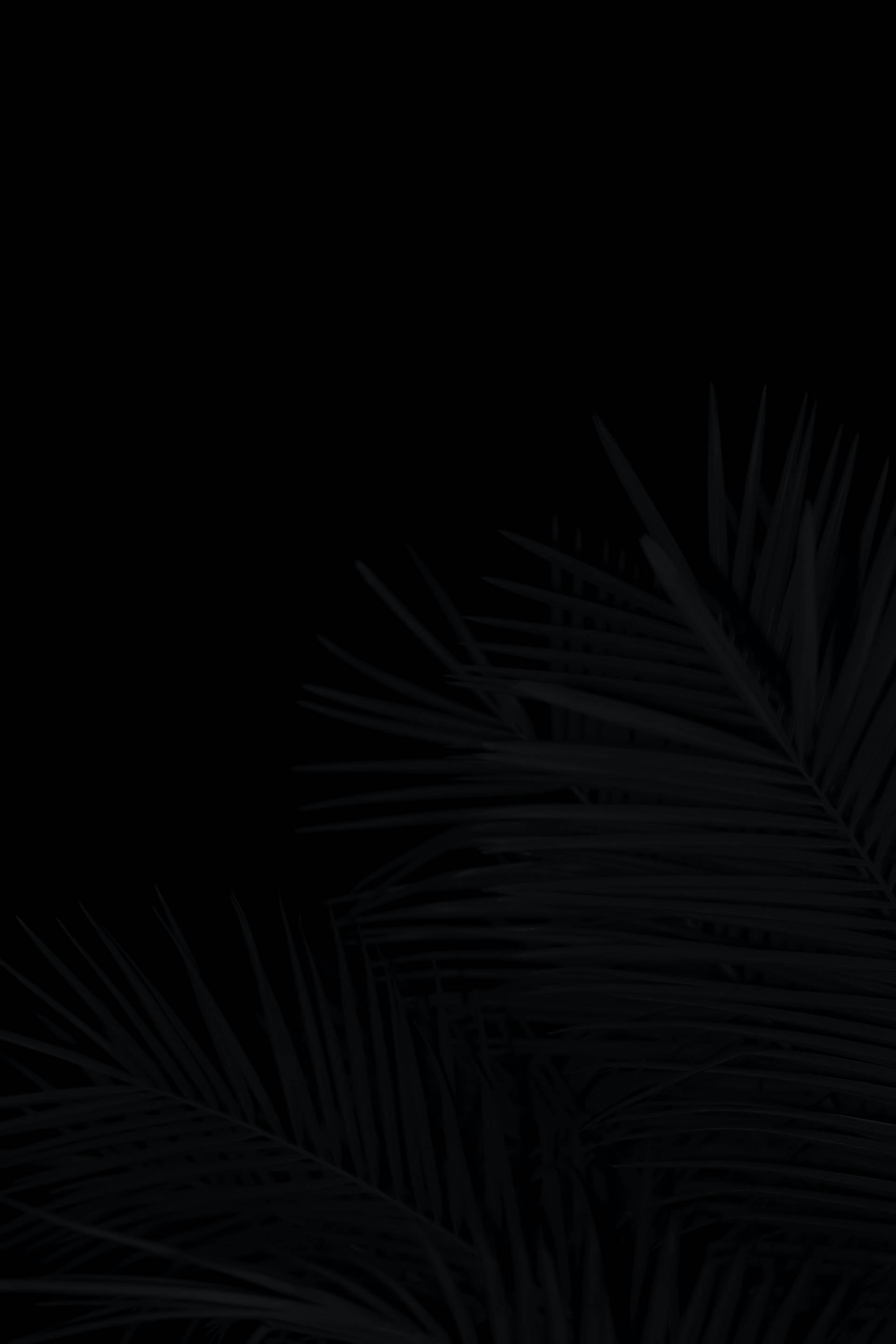 palm leaves, black aesthetic, tumblr, 2K Phone Wallpaper