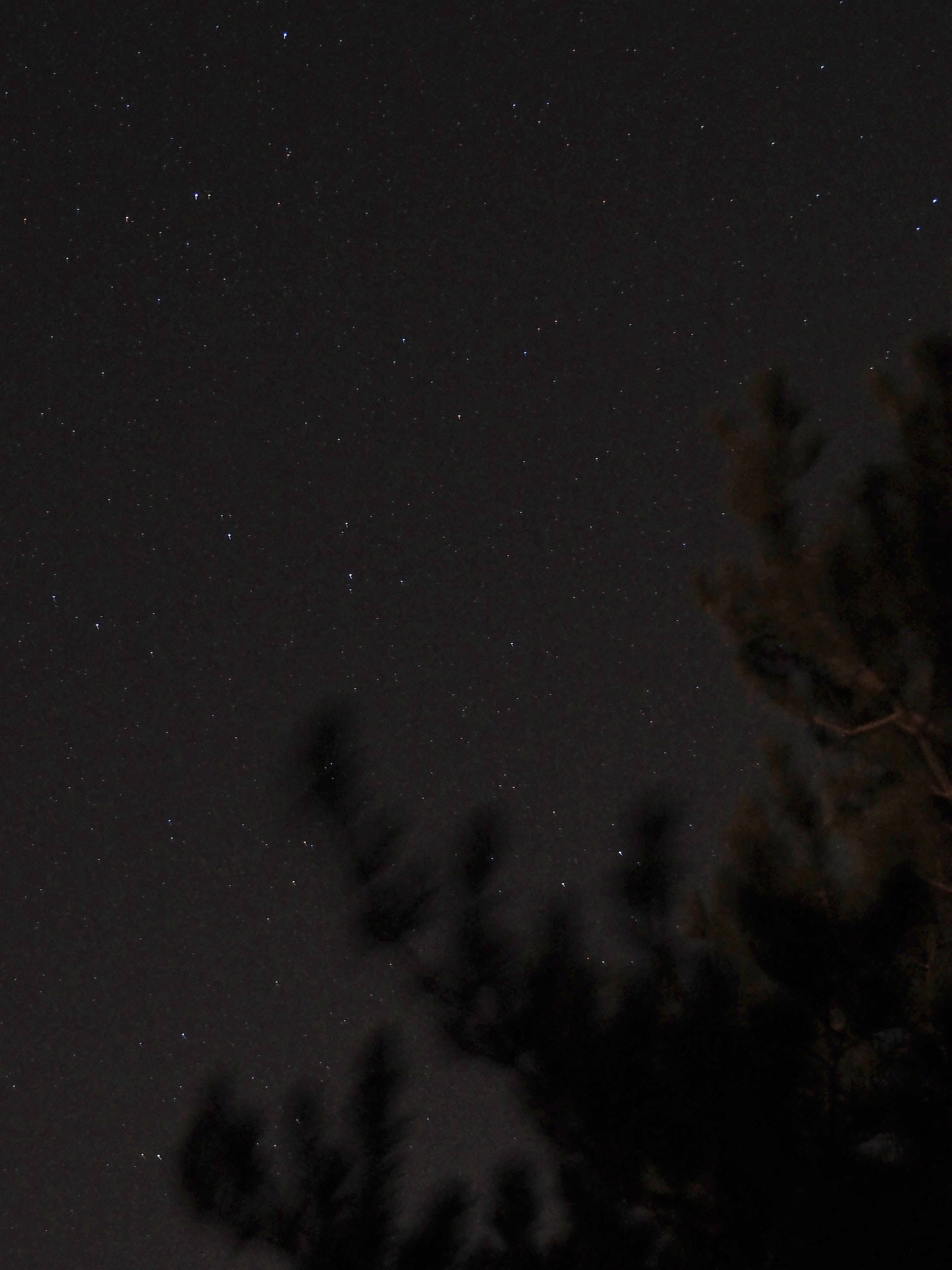 Black Aesthetic Tumblr iPhone, starry sky, pine tree branches, 2K Phone Wallpaper