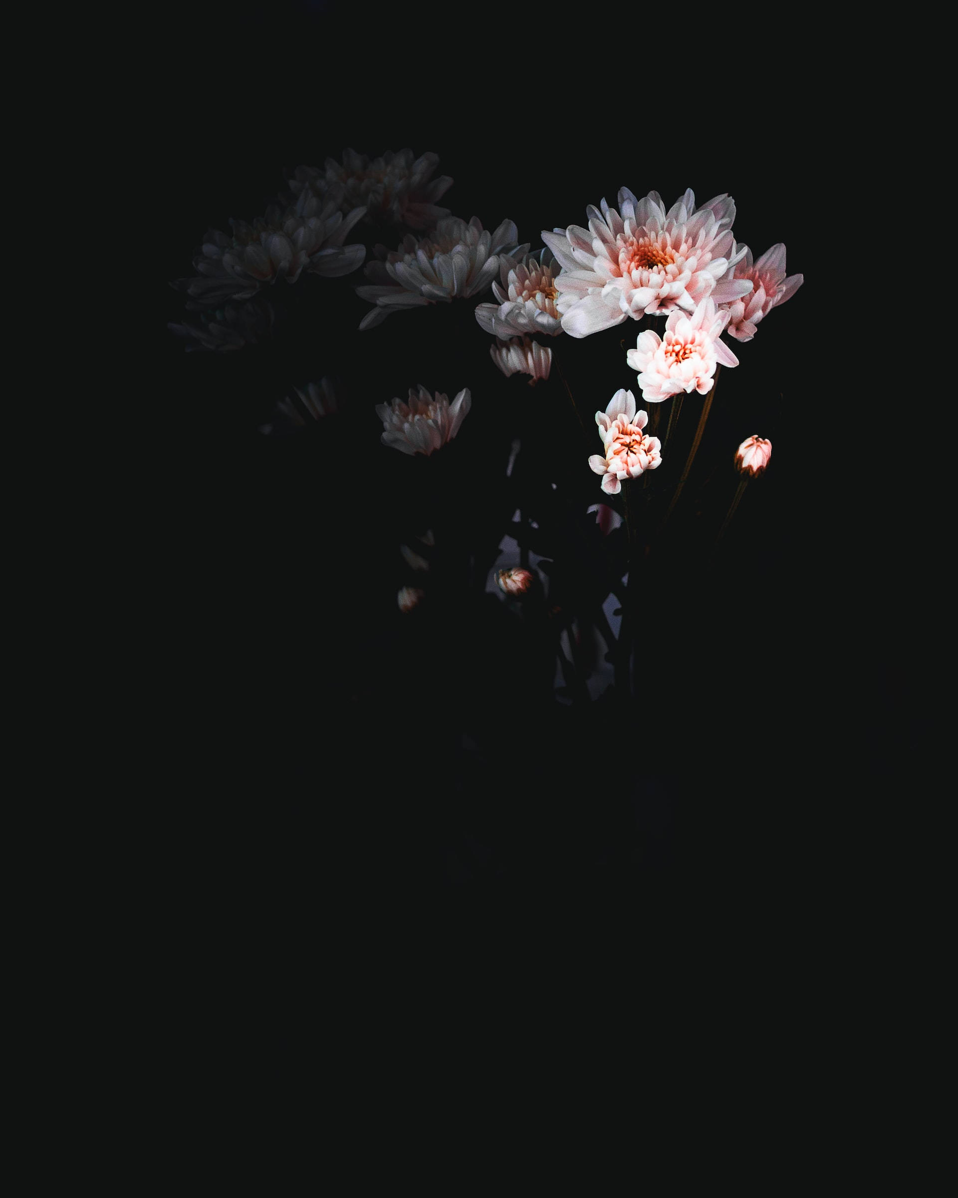 pink chrysanthemum flowers, deep black background, moody still life, Full HD Phone Wallpaper