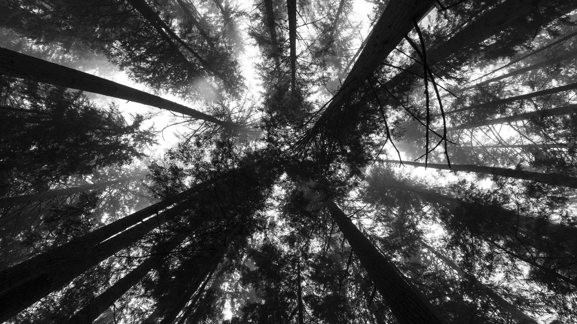 trees, black and white, upward view, Full HD Desktop Wallpaper