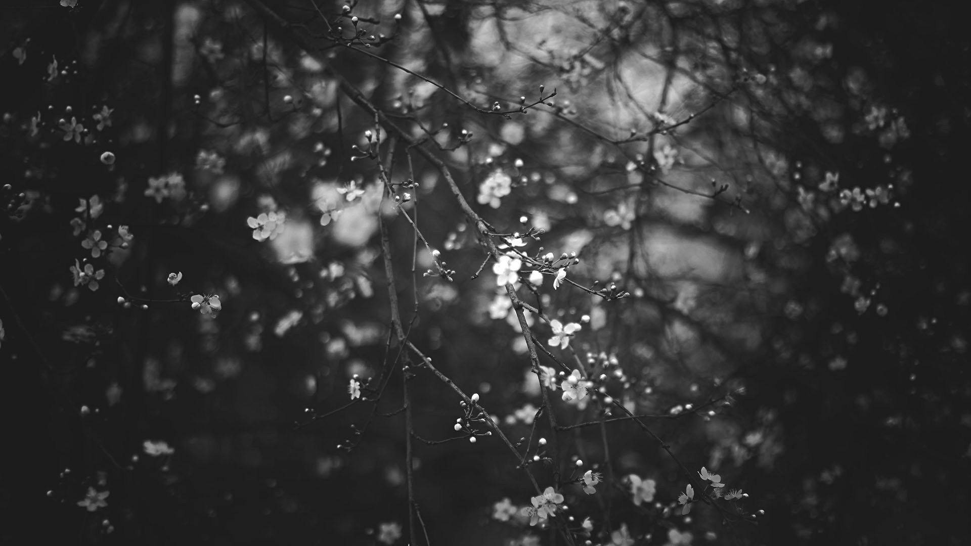 flowering tree, white blossoms, slender branches, Full HD Desktop Wallpaper