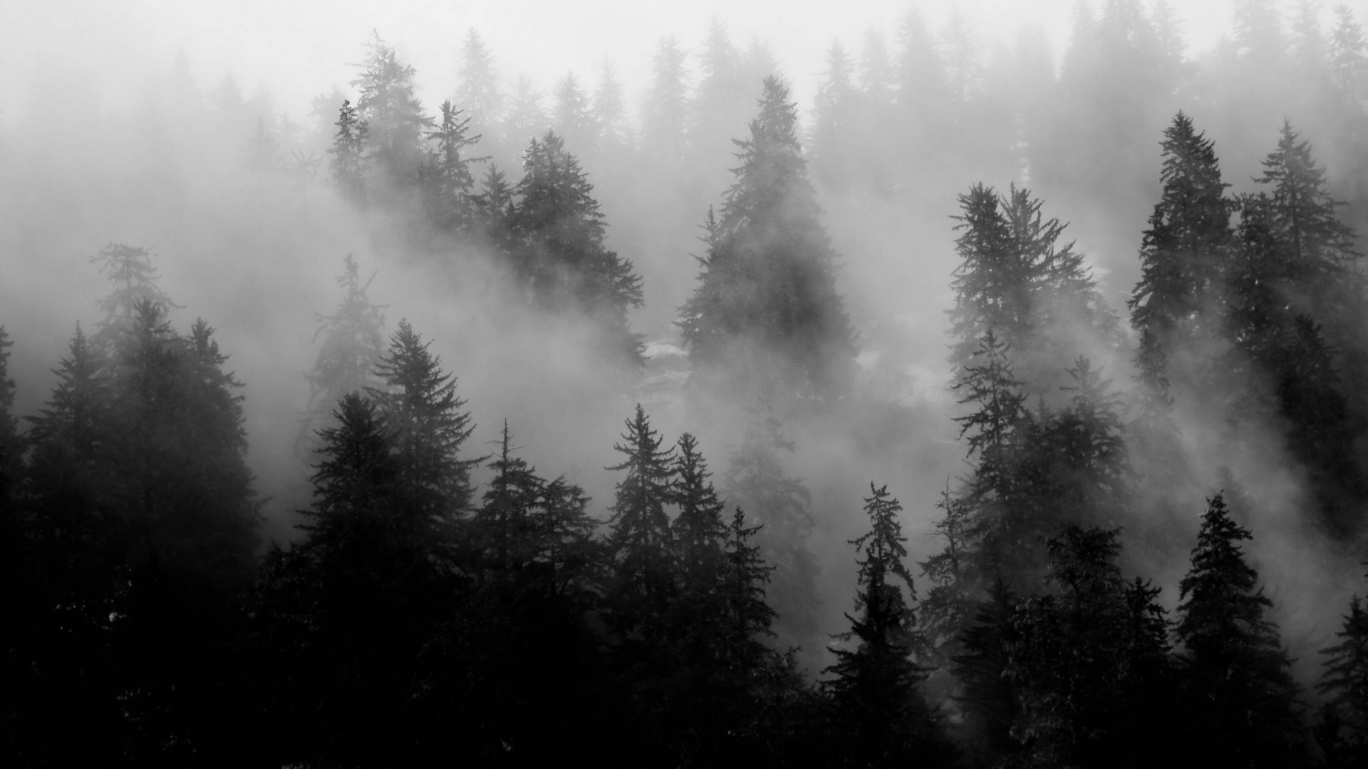 Pine Trees, Black Aesthetic, Tumblr Laptop, Full HD Desktop Wallpaper