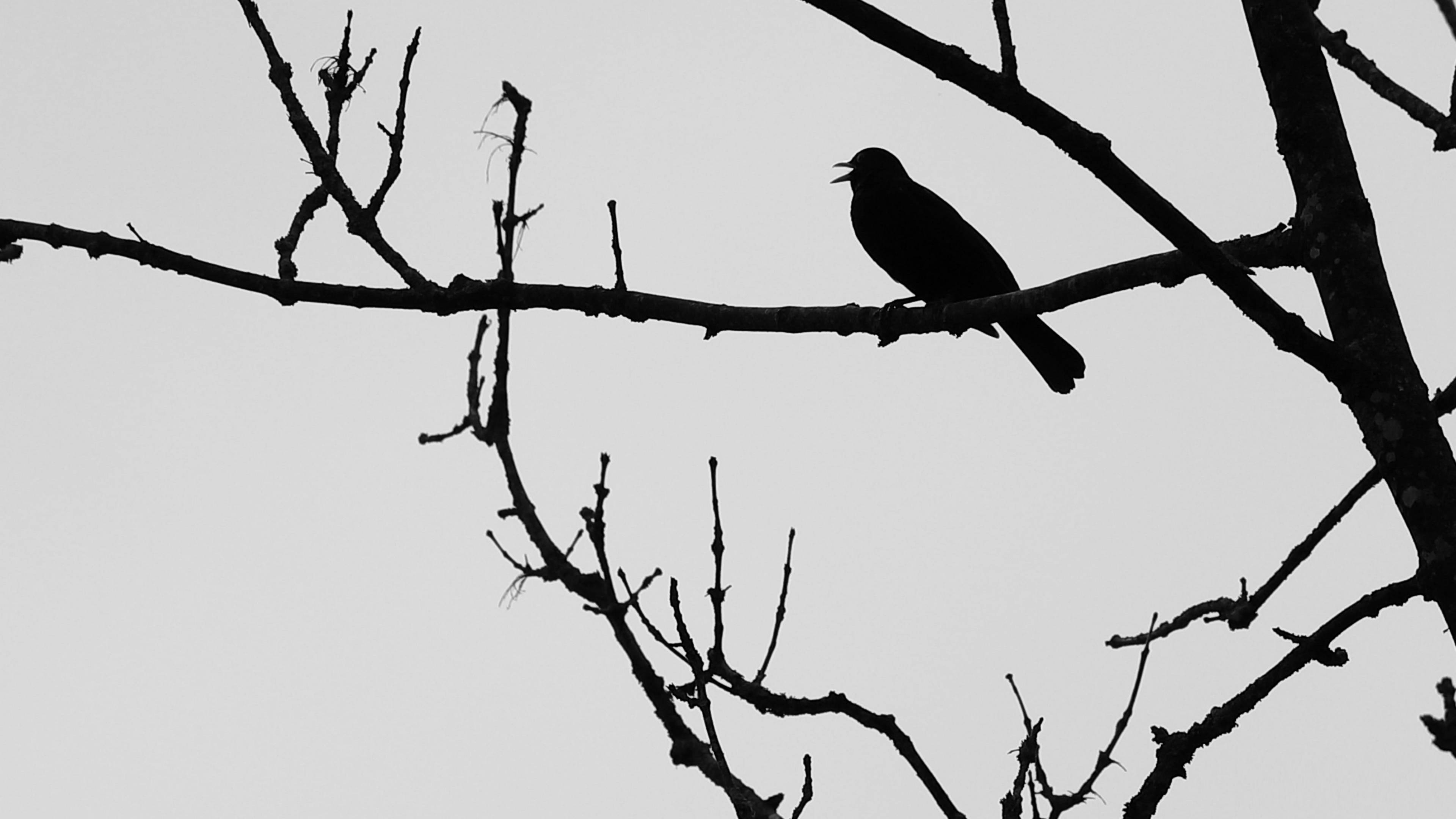 bird silhouette, night sky, bare branches, 4K Desktop Wallpaper