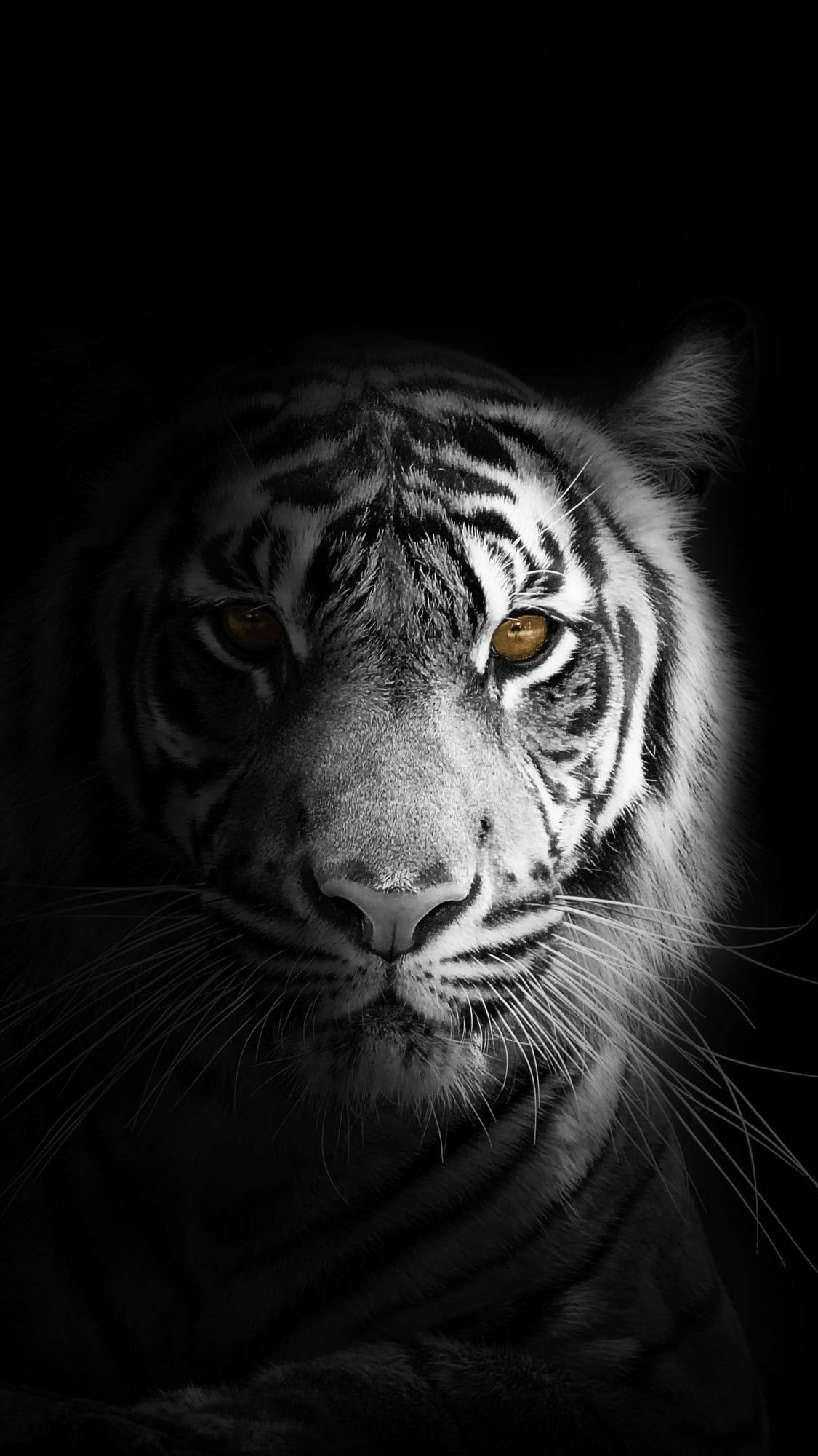 tiger, amber eyes, black and white portrait, Full HD Phone Wallpaper