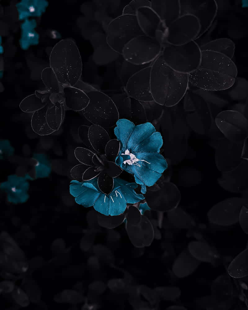 teal flowers, white stamens, stark black backdrop, SD Phone Wallpaper