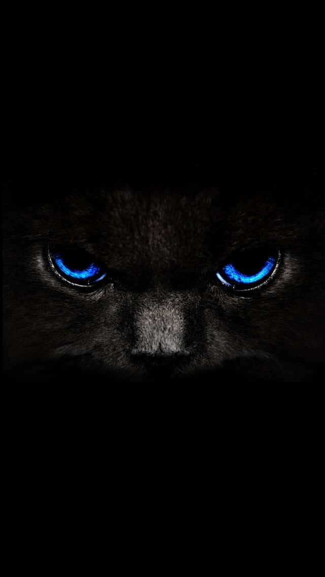 black and blue iPhone, black cat, glowing blue eyes, SD Phone Wallpaper