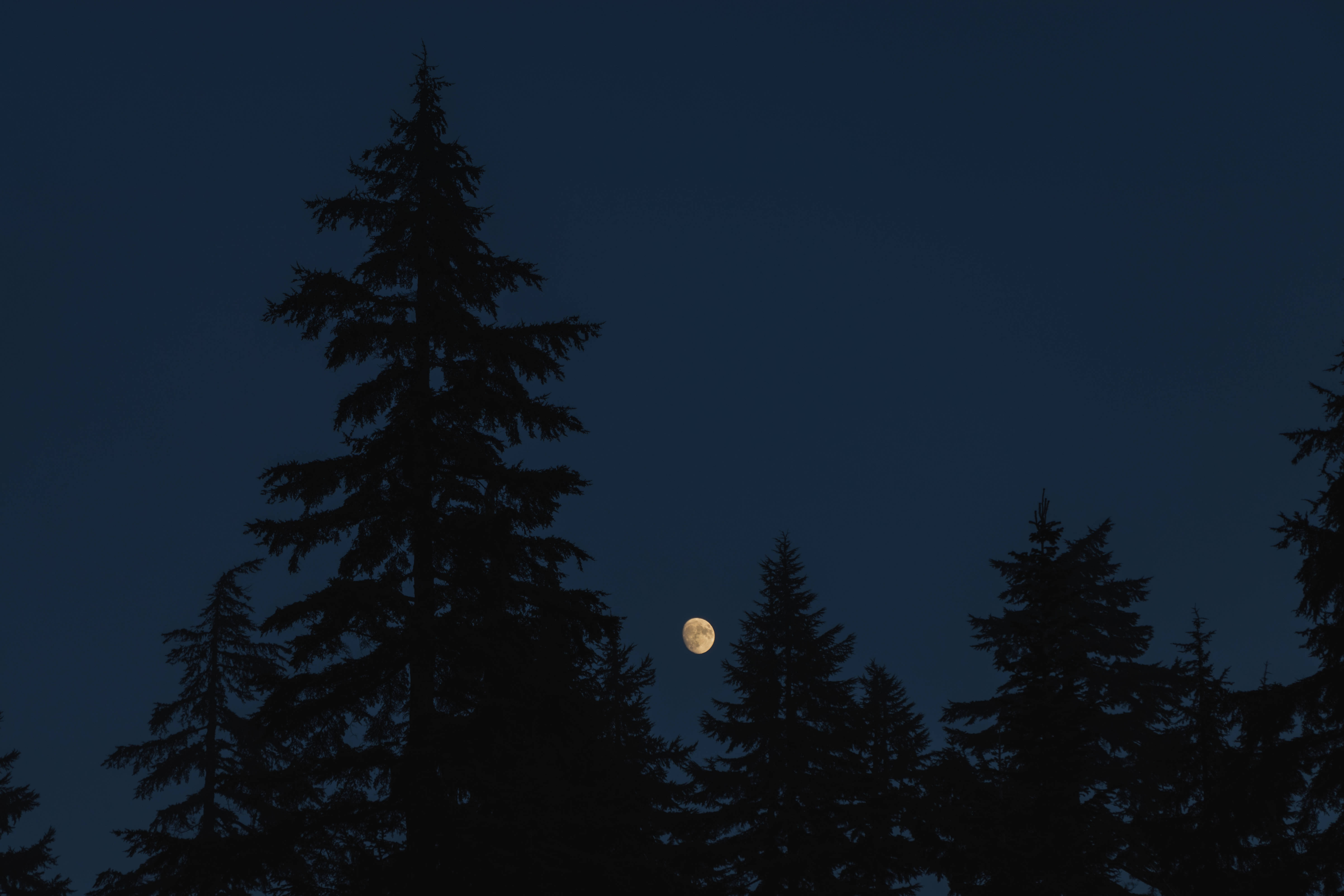 Black And Blue, pine tree, night, 5K Desktop Wallpaper
