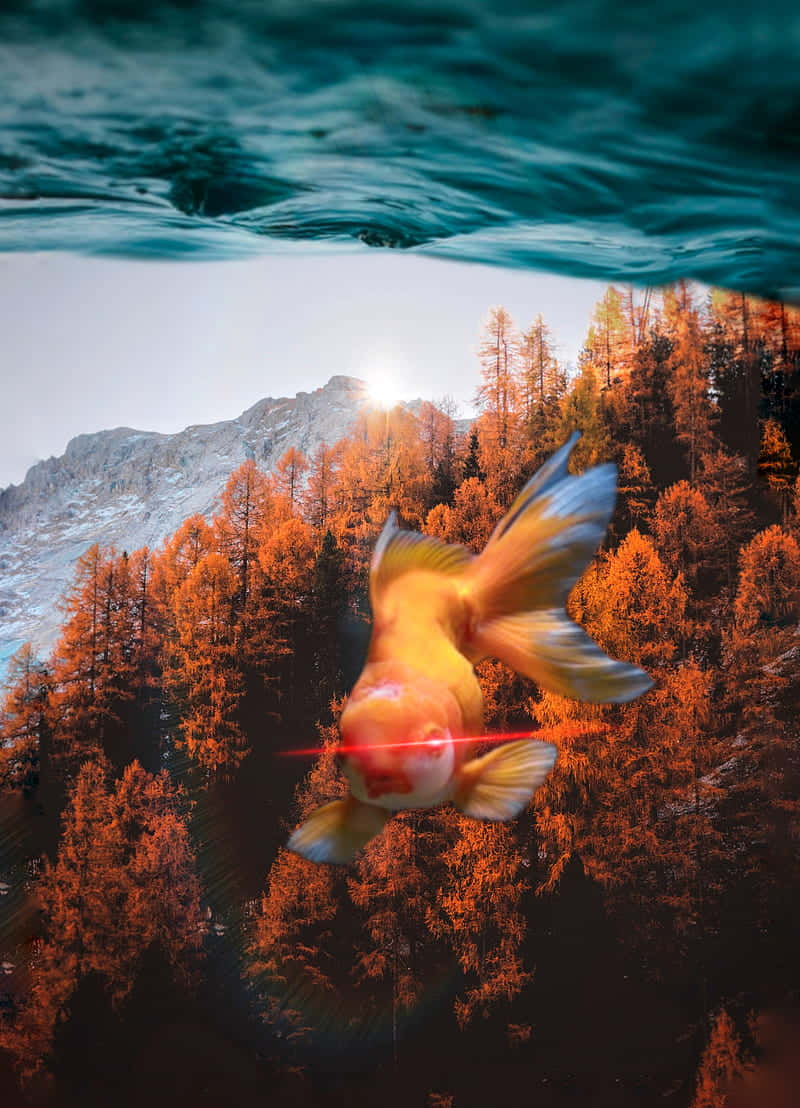 black and gold aesthetic, golden fish, red laser beam, SD Phone Wallpaper