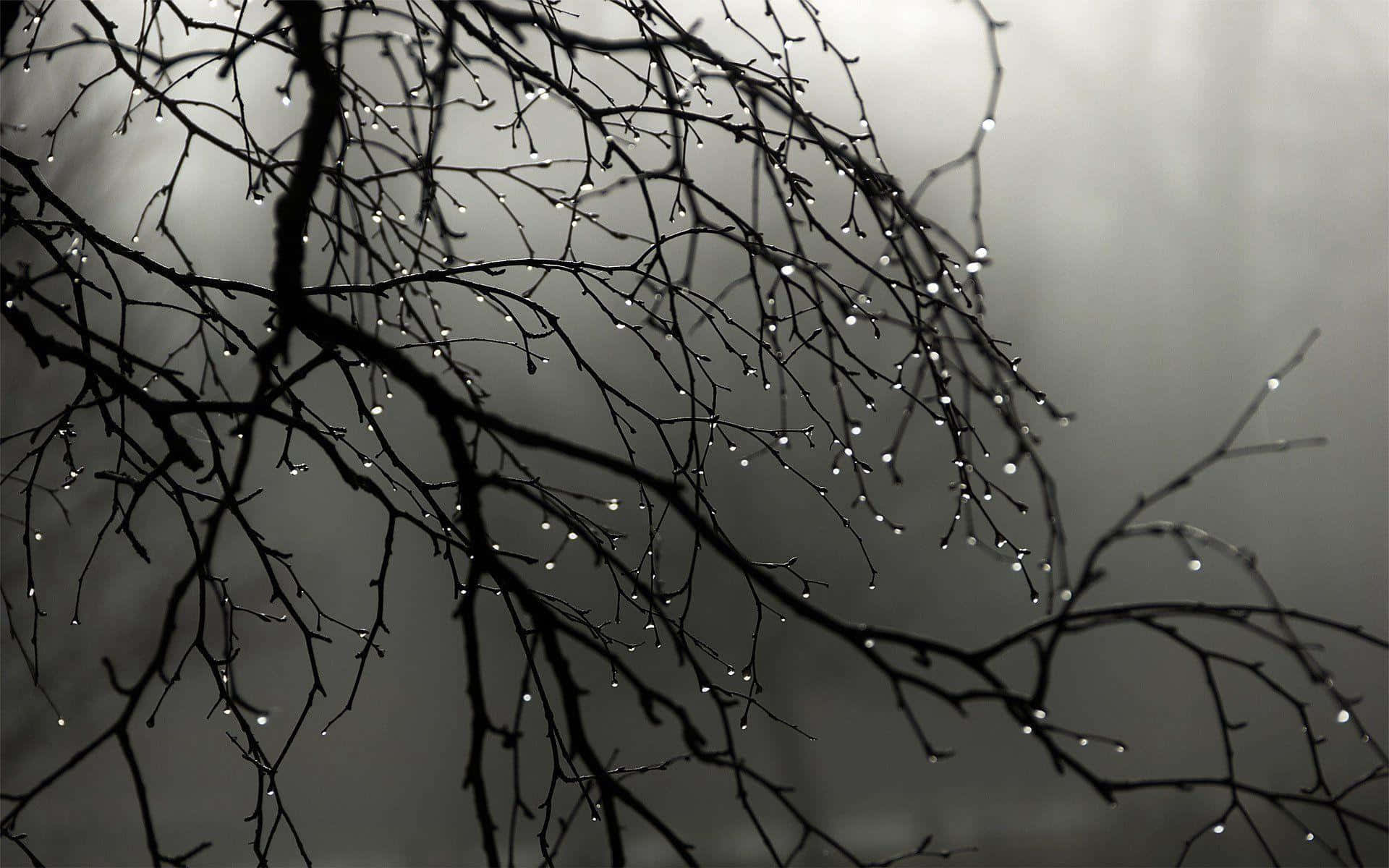 Tree Branch, Water Droplets, Gray Misty Background, Full HD Desktop Wallpaper