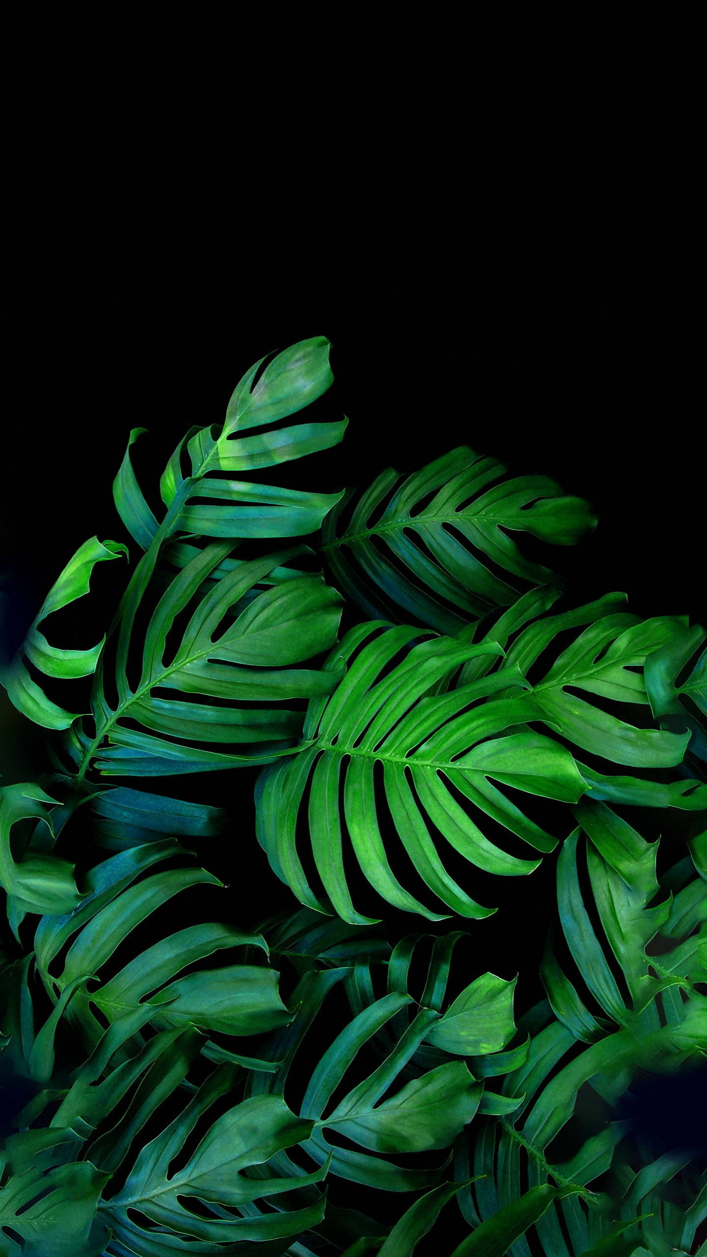 black, green, palm leaves, 2K Phone Wallpaper