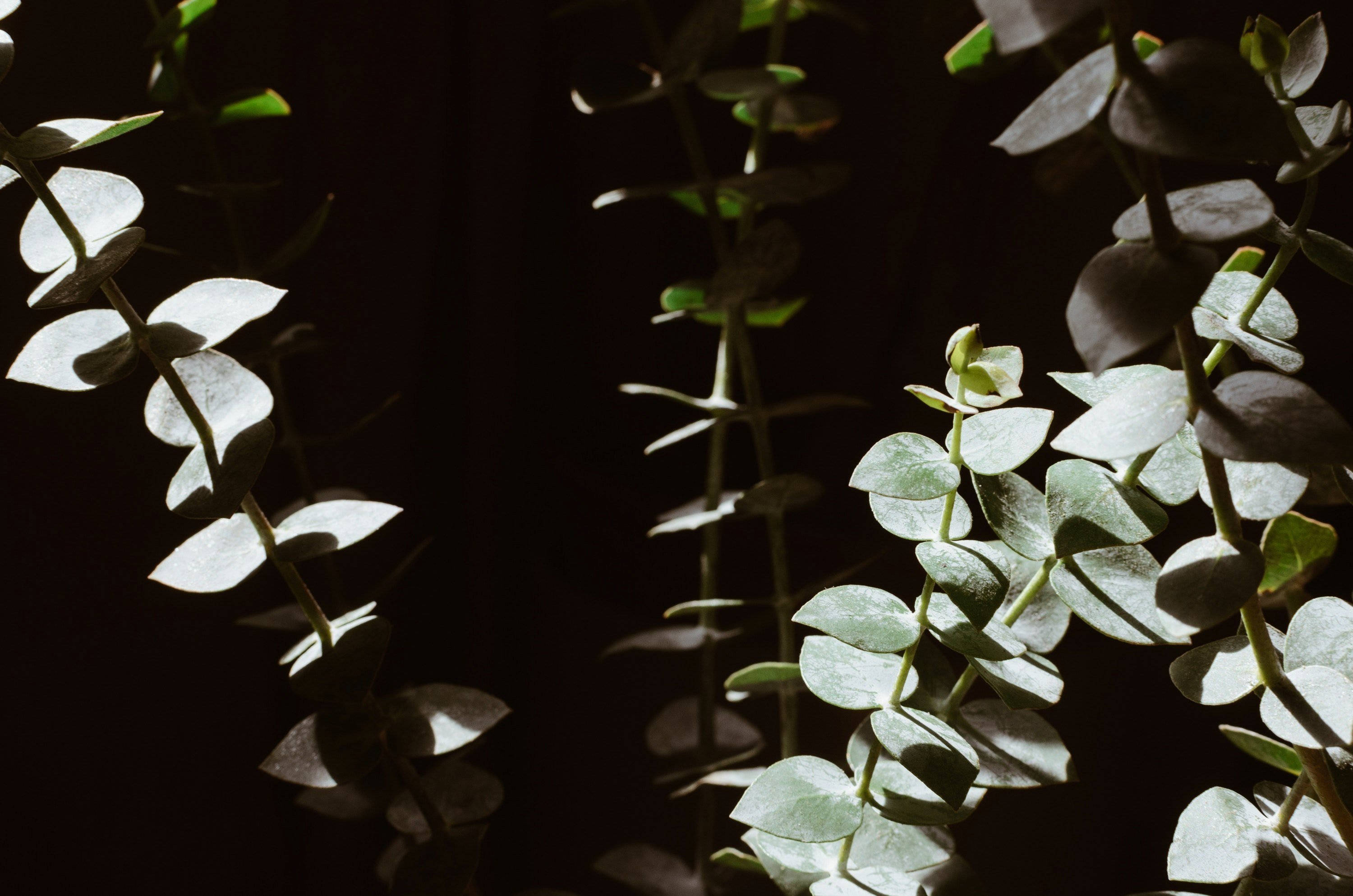 eucalyptus, silver-green leaves, deep black background, 2K Desktop Wallpaper