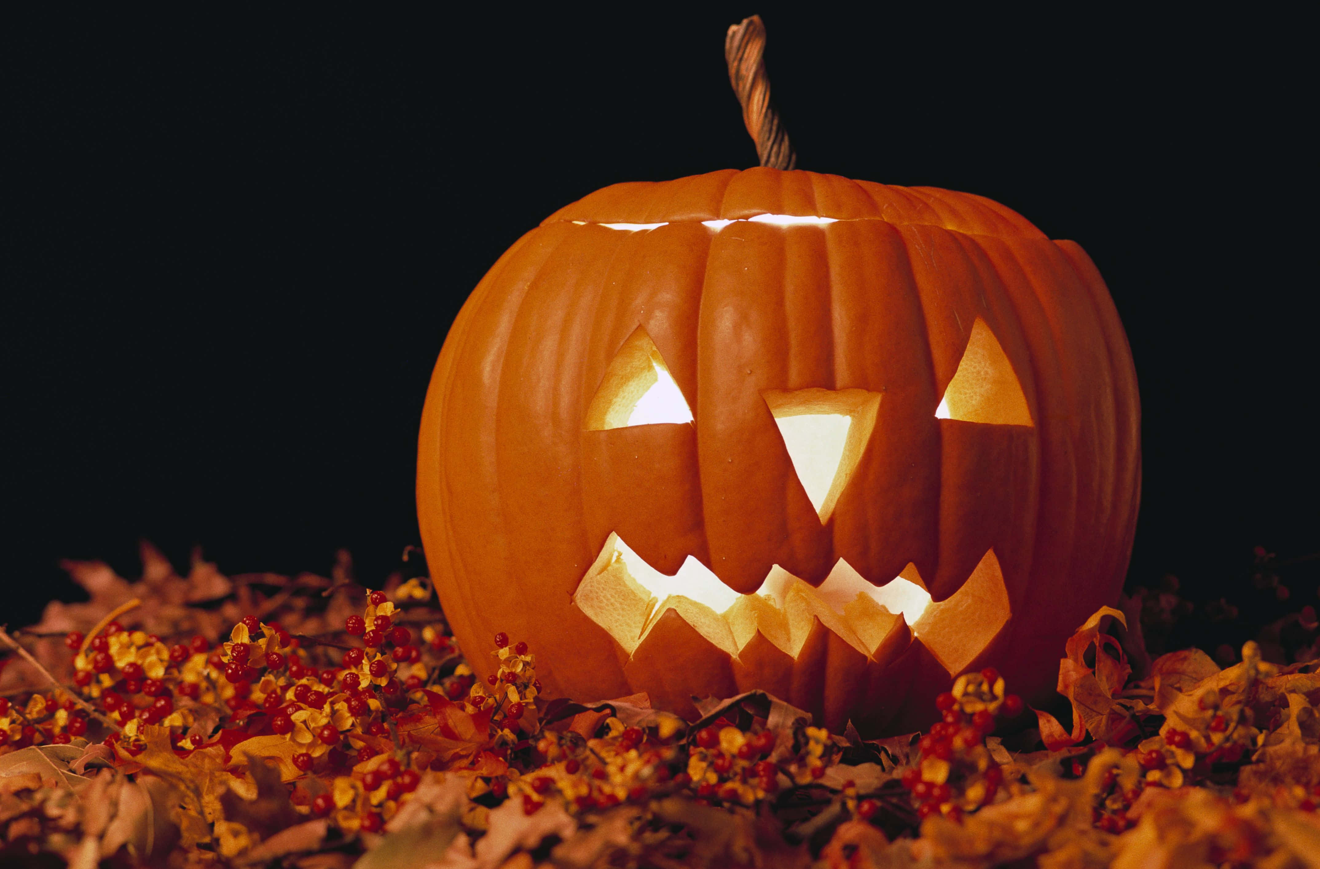 black and orange, jack-o'-lantern, autumn leaves, 4K Desktop Wallpaper